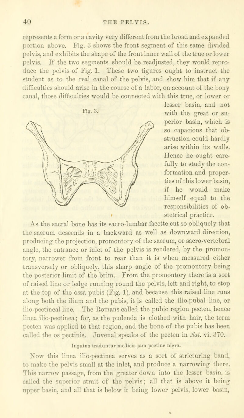 represents a form or a cavity very different from the broad and expanded portion above. Fig. 3 shows the front segment of this same divided pelvis, and exhibits the shape of the front inner wall of the true or lower pelvis. If the two segments should be readjusted, they would repro- duce the pelvis of Fig. 1. These two figures ought to instruct the student as to the real canal of the pelvis, and show him that if any difficulties should arise in the course of a labor, on account of the bony canal, those difficulties would be connected with this true, or lower or lesser basin, and not I<1S# 3* with the great or su- perior basin, which is so capacious that ob- struction could hardly arise within its walls. Hence he ought care- fully to study the con- formation and proper- ties of this lower basin, if he would make himself equal to the responsibilities of ob- stetrical practice. As the sacral bone has its sacro-lumbar facette cut so obliquely that the sacrum descends in a backward as well as downward direction, producing the projection, promontory of the sacrum, or sacro-vertebral angle, the entrance or inlet of the pelvis is rendered, by the promon- tory, narrower from front to rear than it is when measured either transversely or obliquely, this sharp angle of the promontory being the posterior limit of the brim. From the promontory there is a sort of raised line or ledge running round the pelvis, left and right, to stop at the top of the ossa pubis (Fig. 1), and because this raised line runs along both the ilium and the pubis, it is called the ilio-pubal line, or ilio-peetineal line. The Itomans called the pubic region pecten, hence linca ilio-pectinca; for, as the pudenda is clothed with hair, the term pecten was applied to that region, and the bone of the pubis has been called the os pectinis. Juvenal speaks of the pecten in Sat. vi. 370. Inguina traduntur medicis jam peotine nigro. Now this linea ilio-pectinea serves as a sort of stricturing band, to make the pelvis small at the inlet, and produce a narrowing there, Tliis narrow passage, from the greater down into the lesser basin, is called the superior strait of the pelvis; all that is above it being upper basin, and all that is below it being lower pelvis, lower basin,