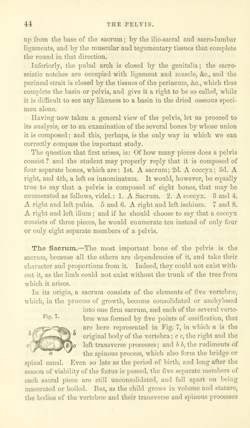 up from the base of the sacrum; by the ilio-sacral and sacro-lumbar ligaments, and b}^ the muscular and tegumentary tissues that complete the round in that direction. Inferiorly, the pubal arch is closed by the genitalia; the sacro- sciatic notches are occupied with ligament and muscle, &c, and the perineal strait is closed by the tissues of the perineum, &c, which thus complete the basin or pelvis, and give it a right to be so called, while it is difficult to see any likeness to a basin in the dried osseous speci- men alone. Having now taken a general view of the pelvis, let us proceed to its analysis, or to an examination of the several bones by whose union it is composed; and this, perhaps, is the only way in which we can correctly compass the important study. The question that first arises, is: Of how many pieces does a pelvis consist ? and the student may properly reply that it is composed of four separate bones, which are: 1st. A sacrum; 2d. A coccyx; 3d. A right, and 4th, a left os innominatum. It would, however, be equally true to say that a pelvis is composed of eight bones, that may be enumerated as follows, videl.: 1. A Sacrum. 2. A coccyx. 3 and 4. A right and left pubis. 5 and 6. A right and left ischium. 7 and 8. A right and left ilium; and if he should choose to say that a coccyx consists of three pieces, he would enumerate ten instead of only four or only eight separate members of a pelvis. The Sacrum.—The most important bone of the pelvis is the sacrum, because all the others are dependencies of it, and take their character and proportions from it. Indeed, they could not exist with- out it, as the limb could not exist without the trunk of the tree from which it arises. In its origin, a sacrum consists of the elements of five vertebra, which, in the process of growth, become consolidated or anchylosed into one firm sacrum, and each of the several verte- Flg* 7* bra3 was formed by five points of ossification, that are here represented in Fig. 7, in which a is the original body of the vertebra; c c, the right and the left transverse processes; and b /;, the rudiments of the spinous process, which also form the bridge or spinal canal. Even so late as the period of birth, and long after the ii of viability of the foetus is passed, the five separate members of each sacral piece arc still unconsolidated, and fall apart on being rated or boiled. But, as the child grows in volume and stature, the bodies of the vertebra' and their transverse and spinous processes