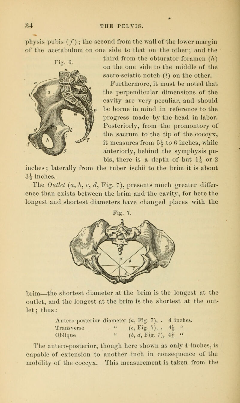 Fig. 6. physis pubis (/); the second from the wall of the lower margin of the acetabulum on one side to that on the other; and the third from the obturator foramen (h) on the one side to the middle of the sacro-sciatic notch (/) on the other. Furthermore, it must be noted that the perpendicular dimensions of the cavity are very peculiar, and should be borne in mind in reference to the progress made by the head in labor. Posteriori}7, from the promontory of the sacrum to the tip of the coccyx, it measures from b\ to 6 inches, while anteriorly, behind the symphysis pu- bis, there is a depth of but 1^ or 2 inches; laterally from the tuber ischii to the brim it is about 3J inches. The Outlet (a, 6, e, J, Fig. ?), presents much greater differ- ence than exists between the brim and the cavity, for here the longest and shortest diameters have changed places with the brim—the shortest diameter at the brim is the longest at the outlet, and the longest at the brim is the shortest at the out- let ; thus: Antero-posterior diameter (a, Fig. 7), . 4 inches. Transverse  (c, Fig. 7), . 4} » Oblique  {b, d, Fig. 7), 4§  The antero-posterior, though here shown as only 4 inches, is capable of extension to another inch in consequence of the mobility of the coccyx. This measurement is taken from the