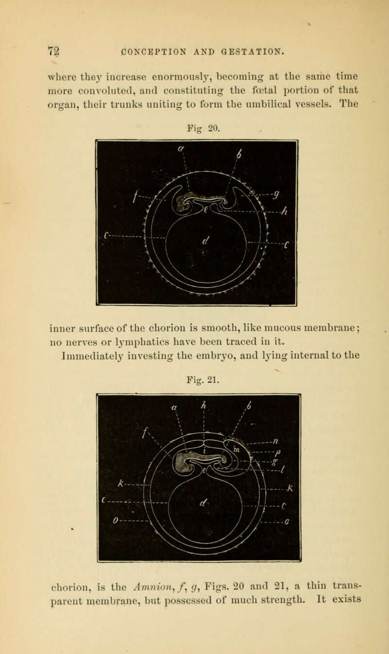 where the}- increase enormously, becoming at the same time more convoluted, and constituting the foetal portion of that organ, their trunks uniting to form the umbilical vessels. The Fig 20. inner surface of the chorion is smooth, like mucous membrane; no nerves or lymphatics have been traced in it. Immediately investing the embryo, and lying internal to the Fig. 21. chorion, is the Amnion, /, g, Pigs. 20 and 21, a thin trans- parent membrane, but possessed of much strength. It exists