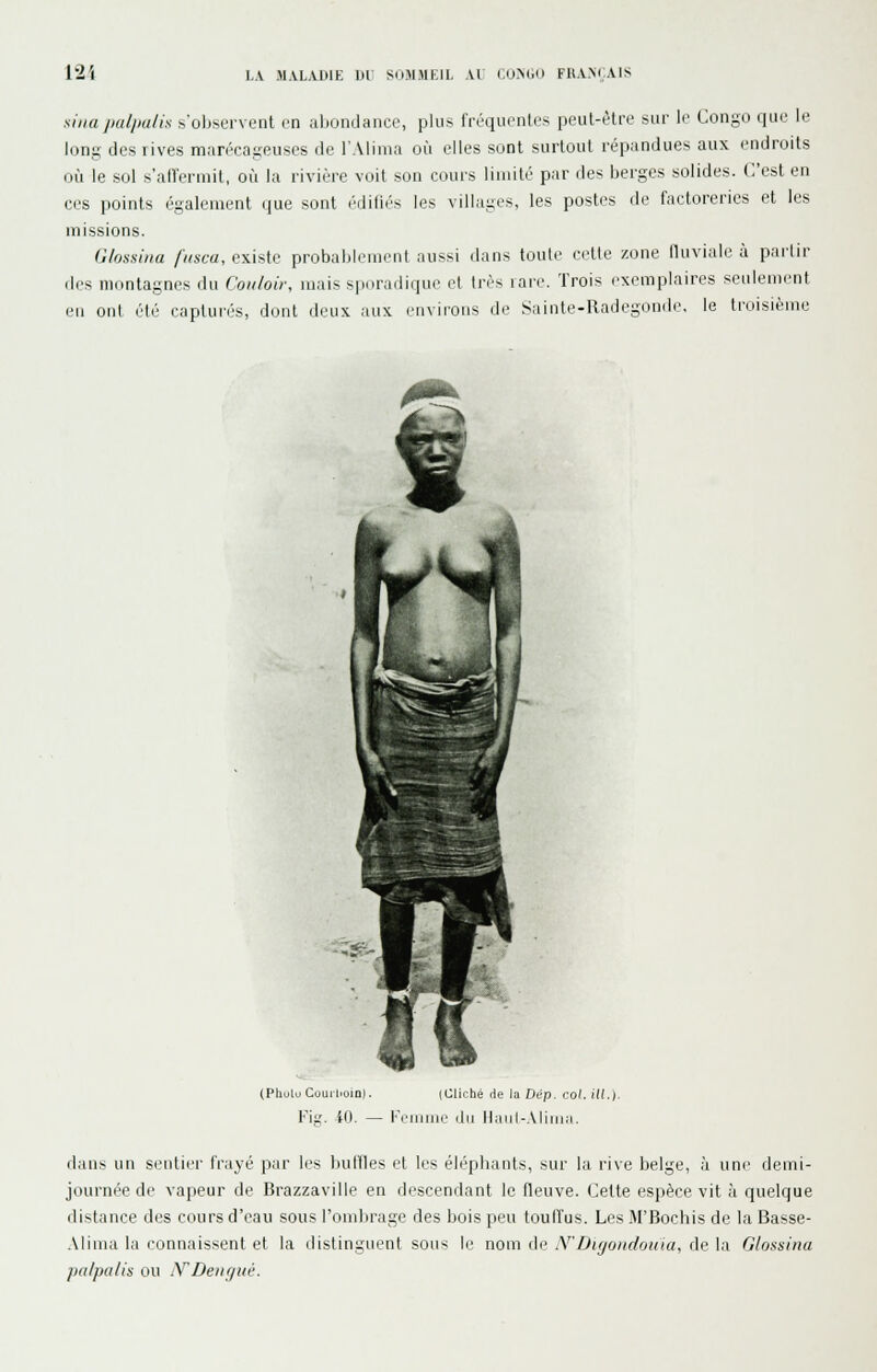 xina jialjialis s'observent en abondance, plus fréquentes peut-être sur le Congo que le long des rives marécageuses de l'Alima où elles sont surtout répandues aux endroits où le sol s'aU'ermit, où la rivière voit son cours limité par des berges solides. C'est en ces points également que sont ('■difiés les villages, les postes de factoreries et les missions. Glossiiia fiiaca, existe probablement aussi dans toute cette zone lUiviale à partir des montagnes du Couloir, mais spnradique et très rare. Trois exemplaires seulement en ont été capturés, dont deux aux environs de Sainte-Radegonde, le troisième --Zi'- (Phulo Couihoin). (Cliché de la Dép. col.ilL). ¥\ii. iO. — i-'riiiiiie du Haiil-Aliiiiii. dans un senliei' frayé par les buffles et les éléphants, sur la rive belge, à une demi- journée de vapeur de Brazzaville en descendant le fleuve. Cette espèce vit à quelque distance des cours d'eau sous l'ombrage des bois peu touffus. Les M'Bochis de la Basse- Alima la connaissent et la distinguent sous le nom de X'Dirjondouia, de la Glossina pd/pa/is ou iYDeiiffiié.