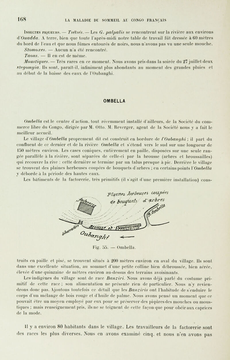 Inskctes piouEuns. — Tsélses.— Les G. pa/pa/ig se rfninntrcnl sur lu i-ivière aux environs A'Oundda. A lei're. bien rpie toute l'apros-midi notre table de travail liîl dressée à liO mètres du bord de leau el i]ue nous fiimes entourés de noirs, nous n'avons pas vu une seule niourhe. Siomoxes. — Aucun n'a été rencontré. Taons. — Il en est de même. Mous! if/Il es. — Très rares en ce mnnienl. .Nous avons prisdans la soir(''e du 27 juillet deux .^ti'f/oiiii/ia. Ils sont, paratt-il. inliniment plus abondants au monieni des grandes pluies el au débiil lie la baisse des eaux ili> r()id)ant'bi. OMBELLA Ombe/la est le centre d'action, loul récemment installé d'ailleurs, de la Sociélé du coiu- nicrce libre du Congo, dirigée par M. Otto. .M. Reverger, agent de la Sociélé nous j a l'aille meilleur accueil. Le village iVOm/jelta proprement dil esl construit en bordure de l'Ouban;ihi : il part du confluent de ce dernier et de la rivière Omhella et s'étend vers le sud sur une longueur de 1.^0 luèli'es envii'ou. Les cases coniques, entièremeni en paille, disposées sur une seule ran- gée parallèle à la rivière, sont séparées de celle-ci jjar la brousse (arbres et broussailles) qui recouvre la rive : cette dernière se Icrmine par un talus presque à pic. Derrière le village se trouvent des plaines lierbeuses coupées de bonipiels d'arbres ; en certains points VOmbelId y déitorde à la période des liantes eaux. Les liàlinii'uls de la l'aclorerie. 1res priiuitil's (il sagil d'une première inslallaliiin) cous- -^^^ Flqwei Jicrùeuses coufées de b<JU^el$ d'arbres Fig. 5o. CImbella fruits en paille et pisé, se trouvent situés à 200 mètres environ en aval du village. Us sont dans une excellente situation, au sommet d'une petite colline bien débroussée, bien aérée, élevée d'une quinzaine de mètres environ au-dessus des terrains avoisinanis. Lesindigènes du village sont de race Bansiri. Nous avons déjà parlé du costume pri- mitif de cette race : son alimentation ne pi-ésente rien de particulier. Nous n'y revien- drons donc pas. .ajoutons toutefois ce détail que les Banciri.9 ont l'habitude de s'enduire le corps d'un mélange de bois rouge et d'huile de palme. Nous avons pensé un moment cpie ce pouvait élre un moyen employé par eux pour se préserver des piqùresdes mouches ou mous- liques: mais renseignement pris, ils ne se teignent de celle façon que pour obéiraux caprices de la mode. II y a environ 80 habitants dans le village. Les travailleurs de la factorerie sont des races les plus diverses. Nous en avons examiné cinq, et nous n'en avons pas
