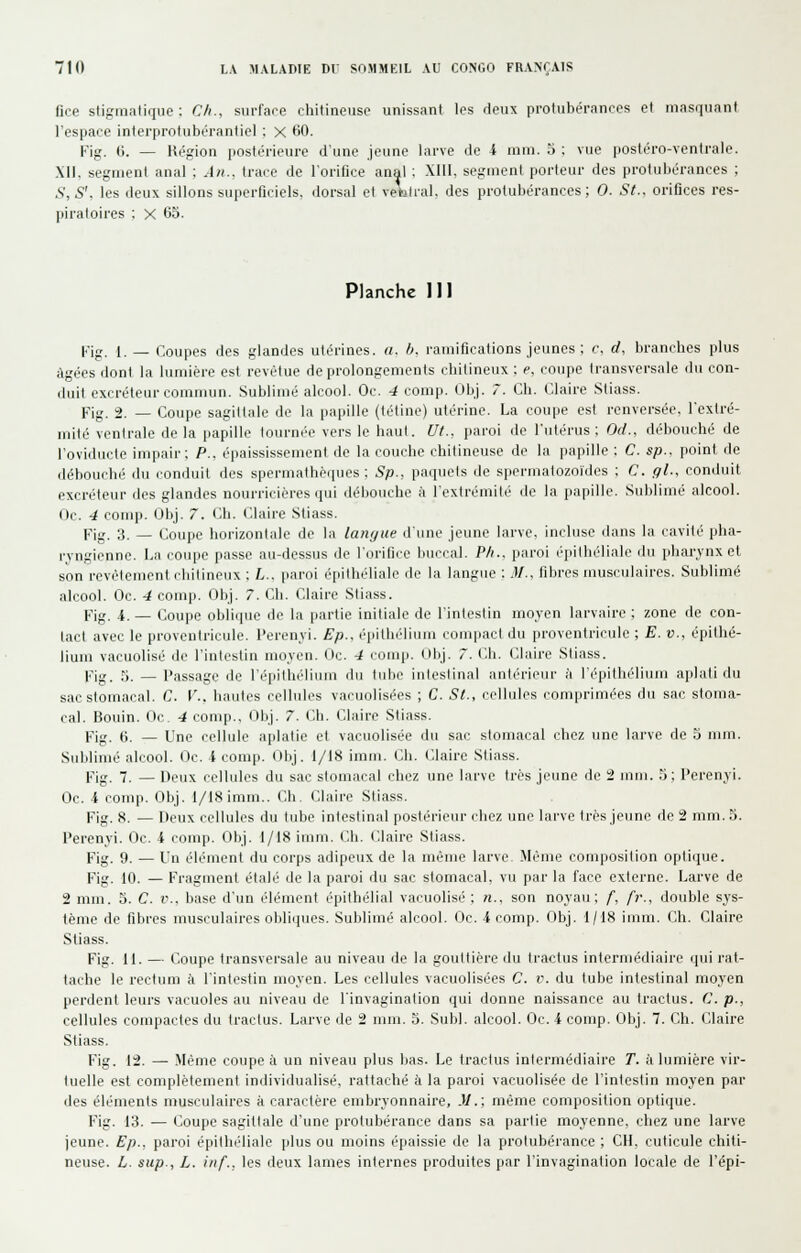 fice stigmalir|up : Ch.. siirfaoe chilineiise unissant les doux protubérances et masquant l'espace interprotubérantiel : X 60. Fig. (j. — Région postérieure d'une jeune larve de 4 mm. 5 : vue posléro-ventrale. XII, segment anal ; An., trace de l'orifice anal ; XIII, segment porteur des protubérances ; .S, S', les deux sillons superficiels, dorsal et velalral, des protubérances; 0. St.. orifices res- piratoires : X 65. Planche 111 l-'jg. |._ Coupes des glandes utérines. «. h. ramifications jeunes : c. d, bran<'hes plus âgées dont la lumière est revêtue de prolongements cbitineux : e. coupe transversale du con- duit excréteur commun. Sublimé alcool. Oc. 4 comp. Obj. T. Ch. Claire Stiass. Fig. 2. — Coupe sagittale de la papille (tétine) utérine. La coupe est renversée, l'extré- mité ventrale de la papille tournée vers le haut. Ut., paroi de l'utérus : Od.. débouché de l'oviducte impair: P.. épaississement de la couche chitineuse de la papille : C. sp.. point de <lél)0uché du conduit des spermathecpies : Sp., paquets de spermatozoïdes ; C. gl., conduit excréteur des glandes nourricières qui débouche à l'extrémité de la [lapille. Sublimé alcool. Oc. 4 comp. Obj. 7. Ch. Claire Stiass. Pig. 3. _ Coupe horizontale de la langue dune jeune larve, incluse dans la cavité pha- rvngienne. La coupe passe au-dessus de l'orifice liuccal. Ph.. paroi épithélialo du phwvnx et son revêtement chitineux : L.. paroi épithélialo de la langue : .)/., fibres musculaires. Sublimé alcool. Oc. 4 comp. Obj. 7. Ch. Claire Stiass. Fig. i. — Coupe oblique de la partie initiale de l'intestin moyen larvaire ; zone de con- tact avec le proventricule. Perenyi. Ep., épilhélium compact du proventricule ; E. v., épithé- lium vacuolisé de l'intestin moyen. Oc. 4 comp. Obj. 7. Ch. Claire Stiass. l.^ig. 5. — Passage de l'épithélium du tube iuleslinal antérieur h l'épithrdium ajilati du sac stomacal. C. 1'.. hautes cellules vacuoliséos ; C. St., cellules comprimées du sac stoma- cal. Bouin. Oc 4 comp., ()bj. 7. Ch. Claire Stiass. Fig. 6. — Une cellule aplatie et vacuolisée du sac stomacal chez une larve de 3 mm. Sublimé alcool. Oc. 4 comp. Olij. I/I8 imm. Ch. Claire Stiass. Fig. 7. — Deux cellules du sac stomacal chez une larve très jeune de 2 mm. ti; Perenyi. Oc. 4 comp. Obj. 1/18 imm.. Ch. Claire Stiass. Fig. 8. — Deux cellules du tube intestinal postérieur chez une larve très jeune do 2 mm. 5. Perenyi. Oc. 4 comp. Obj. t/I8 imm. Ch. Claire Stiass. Fig. 9. — Un élément du corps adipeux de la môme larve Même composition optique. Fig. 10. — Fragment étalé de la paroi du sac stomacal, vu par la face externe. Larve de 2 mm. 3. C. v.. base d'un élément épithélial vacuolisé ; n., son noyau; /, fr., double sys- tème de fibres musculaires obliques. Sublimé alcool. Oc. 4 comp. Obj. t/18 imm. Ch. Claire Stiass. Fig. II. — Coupe transversale au niveau de la gouttière du tractus intermédiaire qui rat- tache le rectum a l'intestin moyen. Les cellules vacuolisées C. v. du tube intestinal moyen perdent leurs vacuoles au niveau de l'invagination qui donne naissance au tractus. C. p., cellules compactes du tractus. Larve do 2 mm. 5. Subi, alcool. Oc. 4 comp. Obj. 7. Ch. Claire Stiass. Fig. 12. — Même coupe à un niveau plus bas. Le tractus intermédiaire T. à lumière vir- tuelle est complètement individualisé, rattaché à la paroi vacuolisée de l'intestin moyen par des éléments musculaires à caractère embryonnaire. M.; même composition optique. Fig. 13. — Coupe sagittale d'une protubérance dans sa partie moyenne, chez une larve jeune. Ep.. paroi épithélialo plus ou moins épaissie de la protubérance ; CH. cuticule chiti- neuse. L. sup., L. inf., les deux lames internes produites par l'invagination locale de l'épi-