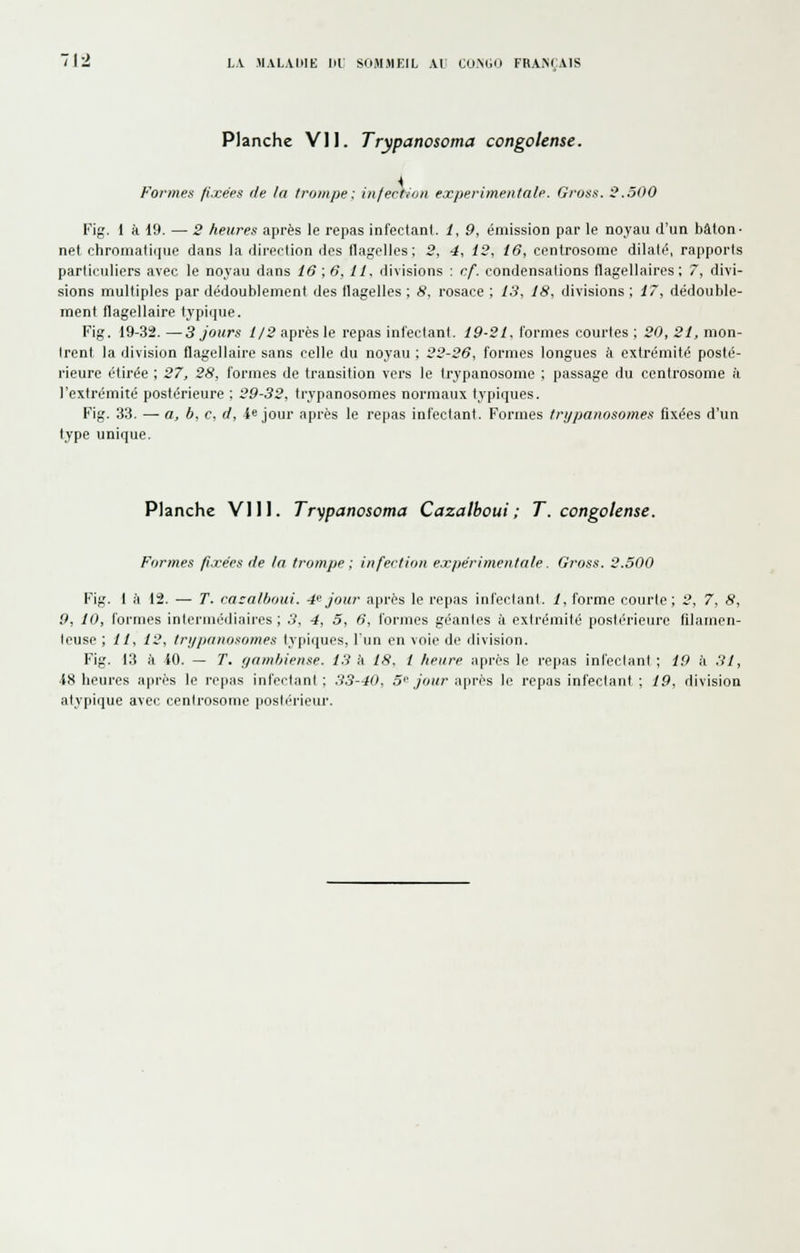Planche Vil. Trypanosoma congotense. Formes fixées de la trompe: infect/on expérimentale. Gross. 3.500 Fig. 1 k 19. — 2 heures après le repas infectant. 1, 9, émission par le noyau d'un bâton- net chromati((ue dans la direction des flagelles; 2, 4, 12, 16, centrosome dilaté, rapports particuliers avec le nojau dans 16 ,6, 11. divisions : cf. condensations flagellaires ; 7, divi- sions multiples par dédoublement des flagelles ; 8, rosace ; 13, 18, divisions ; 17, dédouble- ment flagellaire typique. Fig. 19-32.—3 jours //2 après le repas infectant. i9-2i. formes courtes ; 50, 5/, mon- trent la division flagellaire sans celle du noyau ; 22-26, formes longues à extrémité posté- rieure étirée ; 27, 28, formes de transition vers le trypanosome ; passage du centrosome à l'extrémité postérieure ; 29-32, trypanosomes normaux typiques. Fig. 33. — a, b, c, d, 4e jour après le repas infectant. Formes trypanosomes fixées d'un type unique. Planche VI11. Trypanosoma Cazalboui; T. congotense. Formes fixées de la trompe ; infection expérimentale. Gross. 2.500 Fig. 1 à 12. — T. casalboui. 41^ jour après le repas infectant. 1, forme courte; 2, 7, 8, 9, 10, formes intermédiaires ; 3, 4, 5, 6, formes géantes à extrémité postérieure filamen- teuse ; 11, 12, trypanosomes typiques, l'un en voie de division. Fig. 13 à iO. — T. yamljiense. 13 k 18. 1 heure après le repas infectant ; 19 à 31, 48 heures après le repas infectant: 33-40, 5' jour npvps le repas infectant ; 19, division atypique avec centrosome postérieur.