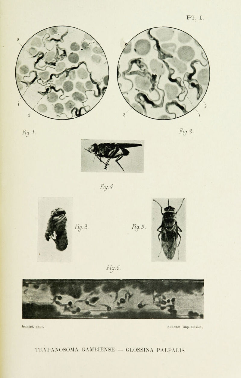 PI. I. Fin t. Fin.2 FlQ..? 7^,3, Fiq.5. FlQ. 6. JcaiiLet, pli> Muucher. imp Cusset. ri;M'A.\(»SOMA GAMISIEXSE — GLOSSl.NA PALPALIS