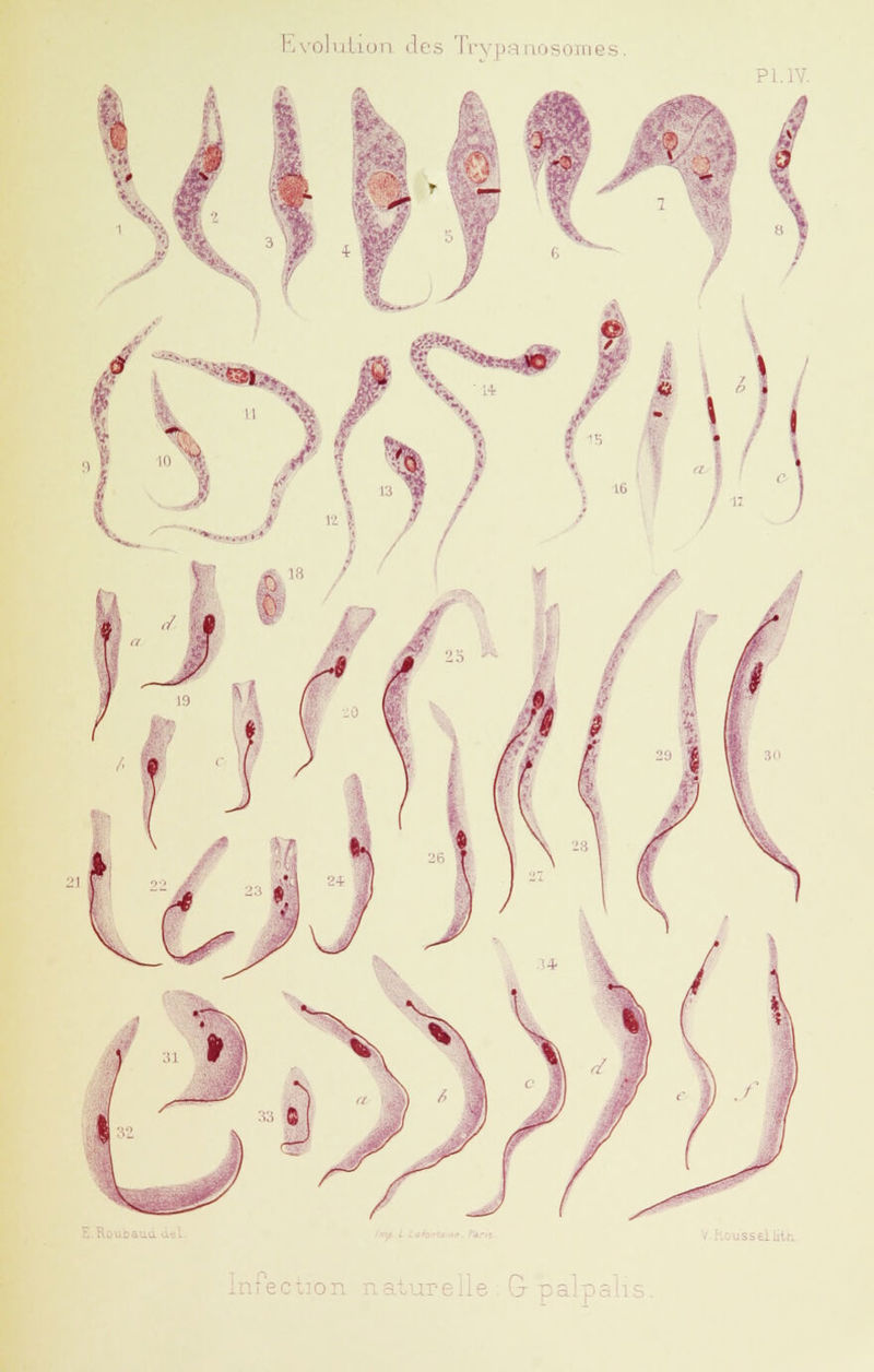 PI. IV. lussellilh. iiuection naturelle . G- palpaiis.