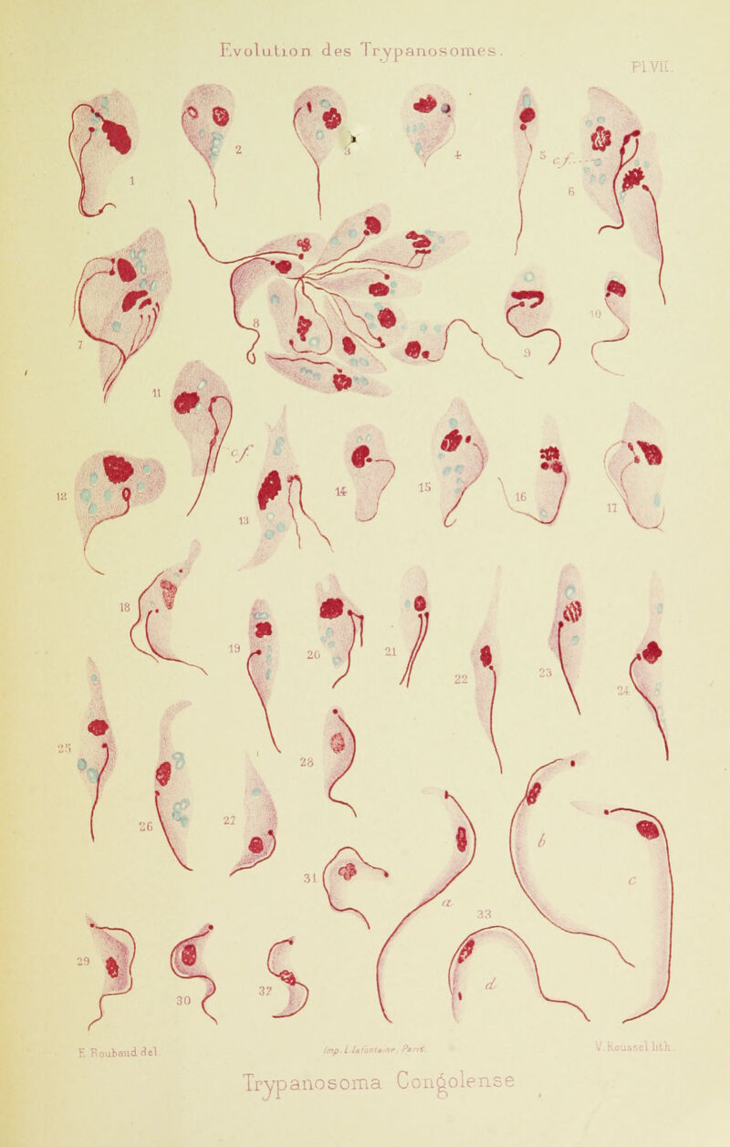 F. Roubatidtlel Imp.L.UrQlitiine. Parti. Trypaiiosoma Conôolense