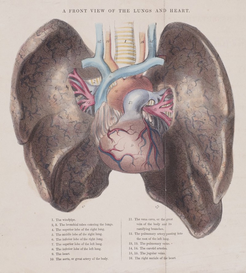 A FRONT VIEW OF THE LUNGS AND HEART. 1. The windpipe. 2, 3. The bronchial tubes entering the lungs. 4. The superior-lobe of the right lung. 5. The middle lobe of the right lung. 6. The inferior lobe of the right lung. 7. The superior lobe of the left lung. 8. The inferior lobe of the left lung. 9. The heart. 10. The aorta, or great artery of the body. 1.1. The vena cava, or the great vein of the body and its ramifying branches. 12, The pulmonary artery passing into the root of the left lung. 13, 13. The pulmonary veins. • 14, 14. The carotid arteries. 15, 15. The jugular vein's. lb'. The right auricle of the heart.