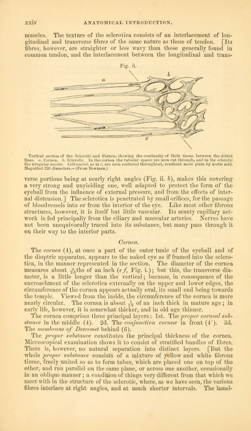 muscles. The texture of the sclerotica consists of an interlacement of lon- gitudinal and transverse fibres of the same nature as those of tendon. [Its fibres, however, are straighter or less wavy than those generally found in common tendon, and the interlacement between the longitudinal and trans- Fig, ii. Vertical section of the Sclerotic and Cornea, showing the continuity of their tissue between the dotted lines, a. Cornea, h. Sclerotic. In the cornea the tubular spaces are seen cut through^ and in the sclerotic the irregular areola. Cell-nuclei, as at c, are seen scattered throughout, rendered more plain by acetic acid. Magnified 320 diameters.—(From Bowman.) verse portions being at nearly right angles (Fig. ii. 5), makes this covering a very strong and unyielding one, well adapted to protect the form of the eyeball from the influence of external pressure, and from the effects of inter- nal distension.] The sclerotica is penetrated by small orifices, for the passage of bloodvessels into or from the interior of the eye. Like most other fibrous structures, however, it is itself but little vascular. Its scanty capillary net- work is fed principally from the ciliary and muscular arteries. Nerves have not been unequivocally traced into its substance, but many pass through it on their way to the interior parts. Cornea. The cornea (4), at once a part of the outer tunic of the eyeball and of the dioptric apparatus, appears to the naked eye as if framed into the sclero- tica, in the manner represented in the section. The diameter of the cornea measures about 2%ths of an inch {ef, Fig. i.); but this, the transverse dia- meter, is a little longer than the vertical; because, in consequence of the encroachment of the sclerotica externally on the upper and lower edges, the circumference of the cornea appears actually oval, its small end being towards the temple. Viewed from the inside, the circumference of the cornea is more nearly circular. The cornea is about ^-^ of an inch thick in mature age ; in early life, however, it is somewhat thicker, and in old age thinner. The cornea comprises three principal layers: 1st. 1^\\qproper corneal sub- stance in the middle (4). 2d. The conjunctiva cornecB in front (4'). 3d. The membrane of Descemet behind (6). The proper substance constitutes the principal thickness of the cornea. Microscopical examination shows it to consist of stratified bundles of fibres. There is, however, no natural sepai'ation into distinct layers. [But the whole projier substance consists of a mixture of yellow and white fibrous tissue, freely united so as to form tubes, which are placed one on top of the other, and run parallel on the same plane, or across one another, occasionally in an obliijue manner ; a condition of things very different from that whicli wc meet witli in the structure of the sclerotic, where, as we have seen, the various fibres interlace at right angles, and at much shorter intervals. The lamel-