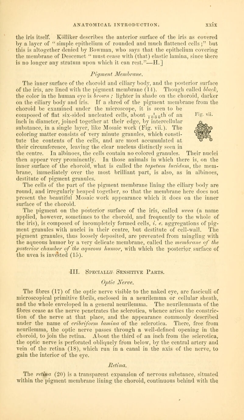 the iris itself. ICollikcr dcserihos the anterior surface of the iris as covered by a layer of  simple epithelium of rounded and much flattened cells ; but this is altot;;ether denied by Bowman, who says tliat the e])ithelium covering the membrane of Dcsccmet  must cease with (that) elastic lamina, since tliere is no longer any stratum upon wliich it can rest.—II.] Pigment Membrane. The inner surface of the choroid and ciliary body, and the posterior surface of the iris, are lined with the pigment membrane (14). Though called black, the color in the human eye is broion; lighter in shade on the choroid, darker on the ciliary body and iris. If a shred of the pigment membrane from the choroid be examined under the microscope, it is seen to be composed of flat six-sided nucleated cells, about jo'oot-h of an inch in diameter, joined together at their edge, Ijy intercellular substance, in a single layer, like Mosaic work (Fig. vii.). The coloring matter consists of very minute grannies, which consti- tute the contents of the cells, and are most accumulated at their circumference, leaving the clear nucleus distinctly seen in the centre. In albinoes, the cells contain no colored granules. Their nuclei then appear very prominently. In those animals in which there is, on the inner surface of the choroid, what is called the tapetum lucidum, the mem- brane, immediately over the most brilliant part, is also, as in albinoes, destitute of pigment granules. The cells of the part of the pigment membrane lining the ciliary body are round, and irregularly heaped together, so that the membrane here does not present tlie beautifid Mosaic work appearance which it does on the inner surface of the clioroid. The pigment on the posterior surface of the iris, called uvea (a name applied, however, sometimes to the choroid, and frequently to the Avhole of the iris), is composed of incompletely formed cells, i. e. aggregations of pig- ment granules with nuclei in their centre, but destitute of cell-wall. The pigment granules, thus loosely deposited, are prevented from mingling with the aqueous humor by a very delicate membrane, called the membrane of the posterior chamber of the aqueous humor, with which the posterior surface of the uvea is invested (15). III. Specially Sensitive Parts. Optic Nerve. The fibres (It) of the optic nerve visible to the naked eye, are fasciculi of microscopical primitive fibrils, enclosed in a neurilemma or cellular sheath, and the whole enveloped in a general neurilemma. The neurilemmata of the fibres cease as the nerve penetrates the sclerotica, whence arises the constric- tion of the nerve at that place, and the appearance commonly described under the name of cribriform lamina of the sclerotica. There, free from neurilemma, the optic nerve passes through a well-defined opening in the choroid, to join the retina. About the third of an inch from the sclerotica, the optic nerve is perforated obliquely from below, by the central artery and vein of the retina (18), which run in a canal in the axis of tlie nerve, to gain the interior of the eye. Retina. The retina (20) is a transparent expansion of nervous substance, situated within the pigment membrane lining the choroid, continuous behind with the