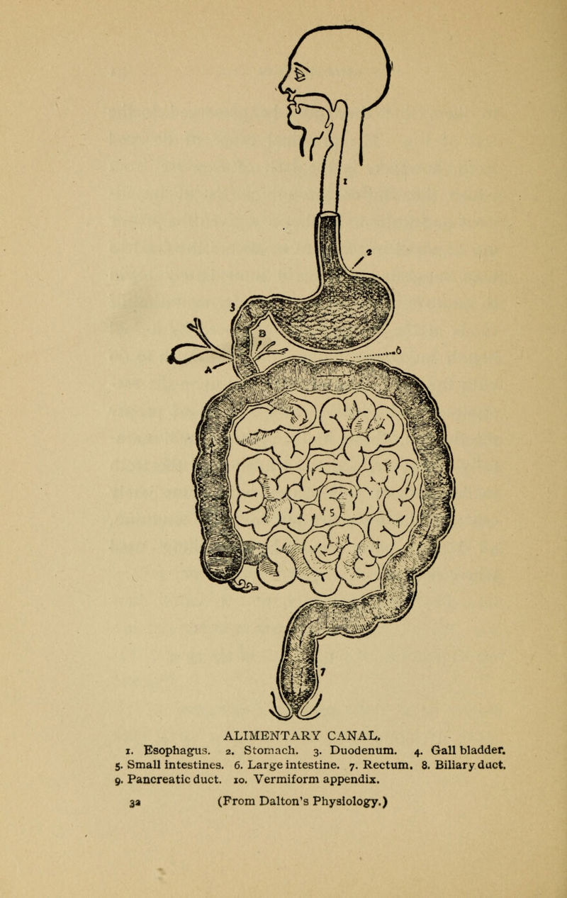 ALIMENTARY CANAL, i. Esophagus. 2. Stomach. 3. Duodenum. 4. Gallbladder. 5. Small intestines. 6. Large intestine. 7. Rectum. 8. Biliary duct. 9. Pancreatic duct. 10. Vermiform appendix. 3a (From Dal ton's Physiology.)