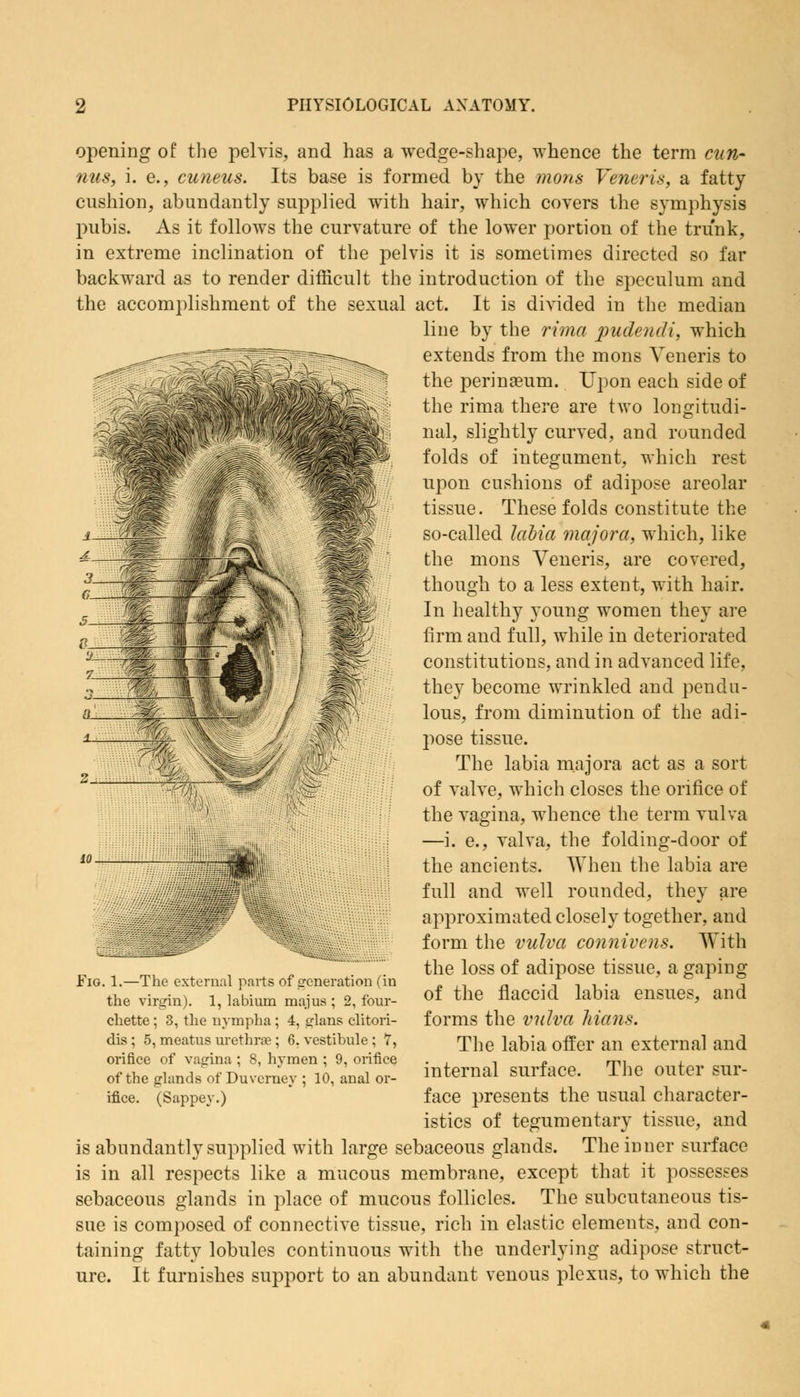 opening of the pelvis, and has a wedge-shape, whence the term curt- nus, i. e., cuneus. Its base is formed by the mons Veneris, a fatty cushion, abundantly supplied with hair, which covers the symphysis pubis. As it follows the curvature of the lower portion of the trunk, in extreme inclination of the pelvis it is sometimes directed so far backward as to render difficult the introduction of the speculum and the accomplishment of the sexual act. It is divided in the median line by the rima pudendi, which extends from the mons Veneris to the perinasum. Upon each side of the rima there are two longitudi- nal, slightly curved, and rounded folds of integument, which rest upon cushions of adipose areolar tissue. These folds constitute the so-called labia major a, which, like the mons Veneris, are covered, though to a less extent, with hair. In healthy young women they are firm and full, while in deteriorated constitutions, and in advanced life, they become wrinkled and pendu- lous, from diminution of the adi- pose tissue. The labia majora act as a sort of valve, which closes the orifice of the vagina, whence the term vulva —i. e., valva, the folding-door of the ancients. When the labia are full and well rounded, they are approximated closely together, and form the vulva connivens. With the loss of adipose tissue, a gaping of the flaccid labia ensues, and forms the vulva Mans. The labia offer an external and internal surface. The outer sur- face presents the usual character- istics of tegumentary tissue, and is abundantly supplied with large sebaceous glands. The inner surface is in all respects like a mucous membrane, except that it possesses sebaceous glands in place of mucous follicles. The subcutaneous tis- sue is composed of connective tissue, rich in elastic elements, and con- taining fatty lobules continuous with the underlying adipose struct- ure. It furnishes support to an abundant venous plexus, to which the Fig. 1.—The external parts of generation (in the virgin). 1, labium majus ; 2, four- chette; 3, the nympha; 4, glans clitori- dis; 5, meatus urethra?; 6. vestibule ; 7, orifiee of vagina ; 8, hymen ; 9, orifice of the glands of Duvcrney ; 10, anal or- ifice. (Sappey.)