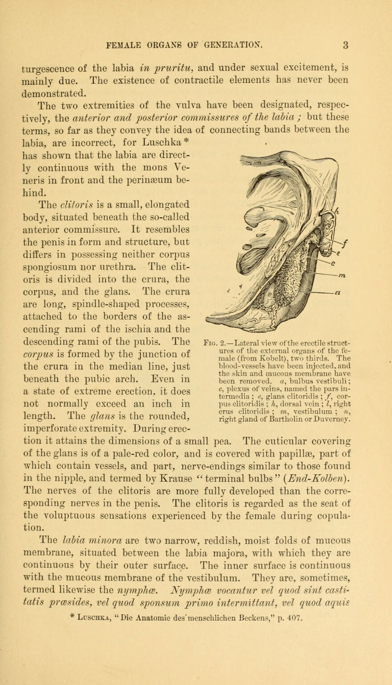turgescence of the labia in pruritu, and under sexual excitement, is mainly due. The existence of contractile elements has never been demonstrated. The two extremities of the vulva have been designated, respec- tively, the anterior and posterior commissures of the labia ; but these terms, so far as they convey the idea of connecting bands between the labia, are incorrect, for Luschka* has shown that the labia are direct- ly continuous with the mons Ve- neris in front and the perinaeum be- hind. The clitoris is a small, elongated body, situated beneath the so-called anterior commissure. It resembles the penis in form and structure, but differs in possessing neither corpus spongiosum nor urethra. The clit- oris is divided into the crura, the corpus, and the glans. The crura are long, spindle-shaped processes, attached to the borders of the as- cending rami of the ischia and the descending rami of the pubis. The corpus is formed by the junction of the crura in the median line, just beneath the pubic arch. Even in a state of extreme erection, it does not normally exceed an inch in length. The glans is the rounded, imperforate extremity. During erec- tion it attains the dimensions of a small pea. The cuticular covering of the glans is of a pale-red color, and is covered with papillae, part of which contain vessels, and part, nerve-endings similar to those found in the nipple, and termed by Krause  terminal bulbs (End-Kolben). The nerves of the clitoris are more fully developed than the corre- sponding nerves in the penis. The clitoris is regarded as the seat of the voluptuous sensations experienced by the female during copula- tion. The labia minora are two narrow, reddish, moist folds of mucous membrane, situated between the labia majora, with which they are continuous by their outer surface. The inner surface is continuous with the mucous membrane of the vestibulum. They are, sometimes, termed likewise the nymplm. Nymplm vocantur vet quod sint casti- tatis presides, vet quod sponsum primo inter mittant, vel quod aquis * Luschka, Die Anatomie des'menschlichen Beckens, p. 407. Fig. 2.—Lateral view of the erectile struct- ures of the external organs of the fe- male (from Kobelt), two thirds. The blood-vessels have been injected, and the skin and mucous membrane have been removed. «, bulbus vestibuli; c, plexus of veins, named the pars in- termedia ; e, glans clitoridis ; /, cor- pus clitoridis ; A, dorsal vein ; I, right crus clitoridis ; m, vestibulum ; n, right gland of Bartholin or Duverney.