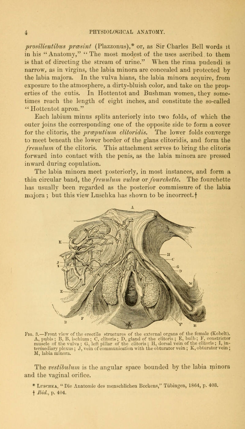 prosilientibus prcesint (Plazzonus),* or, as Sir Charles Bell words it in his Anatomy,  The most modest of the uses ascribed to them is that of directing the stream of urine. When the rima pudendi is narrow, as in virgins, the labia minora are concealed and protected by the labia majora. In the vulva hians, the labia minora acquire, from exposure to the atmosphere, a dirty-bluish color, and take on the prop- erties of the cutis. In Hottentot and Bushman women, they some- times reach the length of eight inches, and constitute the so-called Hottentot apron. Each labium minus splits anteriorly into two folds, of which the outer joins the corresponding one of the opposite side to form a cover for the clitoris, the prceputium. clitoridis. The lower folds converge to meet beneath the lower border of the glans clitoridis, and form the frenulum of the clitoris. This attachment serves to bring the clitoris forward into contact with the penis, as the labia minora are pressed inward during copulation. The labia minora meet posteriorly, in most instances, and form a thin circular band, the frenulum vulvce or fourchette. The fourchette has usually been regarded as the posterior commissure of the labia majora ; but this view Luschka has shown to be incorrect. \ /#■ j' Fig. 3.—Front view of the erectile structures of the external organs of the female (Kobelt). A, pubis ; B, B, ischium ; C, clitoris; D, gland of the clitoris ; E, bulb; F, constrictor muscle of the vulva ; G, left pillar of the clitoris ; H, dorsal vein of the clitoris ; I, in- termediary plexus ; J, vein of communication with the obturator vein; K, obturator vein ; M, labia minora. The vestibulum is the angular space bounded by the labia minora and the vaginal orifice. * LrscHKA, Die Anatomie des menschlichen Beckons,1' Tubingen, 1864, p. 403. f Ibid., p. 404.