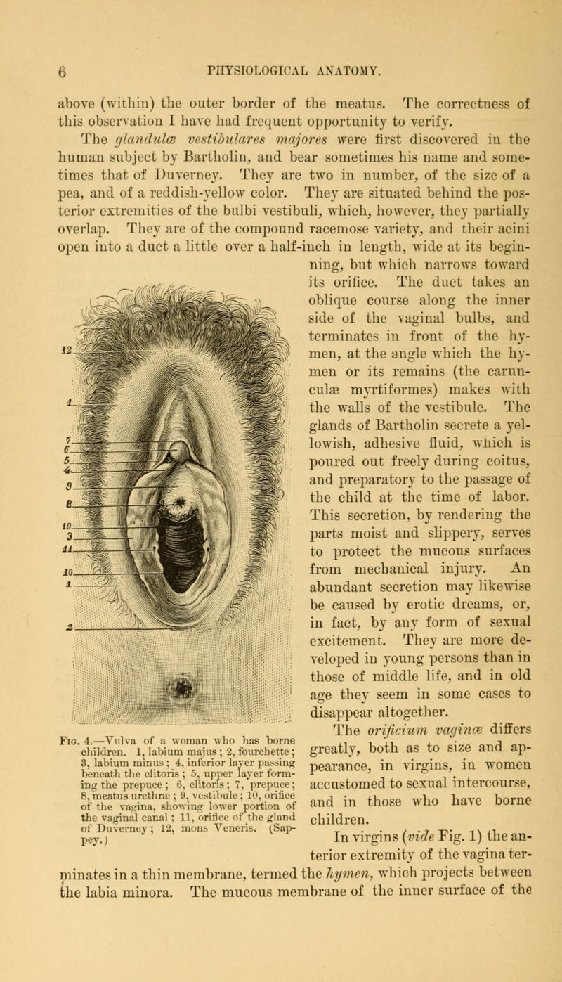 above (within) the outer border of the meatus. The correctness of this observation I have had frequent opportunity to verify. The glandules vestibulares majores were first discovered in the human subject by Bartholin, and bear sometimes his name and some- times that of Duverney. They are two in number, of the size of a pea, and of a reddish-yellow color. They are situated behind the pos- terior extremities of the bulbi vestibuli, which, however, they partially overlap. They are of the compound racemose variety, and their acini open into a duct a little over a half-inch in length, wide at its begin- ning, but which narrows toward its orifice. The duct takes an oblique course along the inner side of the vaginal bulbs, and terminates in front of the hy- men, at the angle which the hy- men or its remains (the carun- culae myrtiformes) makes with the walls of the vestibule. The glands of Bartholin secrete a yel- lowish, adhesive fluid, which is poured out freely during coitus, and preparatory to the passage of the child at the time of labor. This secretion, by rendering the parts moist and slippery, serves to protect the mucous surfaces from mechanical injury. An abundant secretion may likewise be caused by erotic dreams, or, in fact, by any form of sexual excitement. They are more de- veloped in young persons than in those of middle life, and in old age they seem in some cases to disappear altogether. The orificium vagina differs greatly, both as to size and ap- pearance, in virgins, in women accustomed to sexual intercourse, and in those who have borne children. In virgins (vide Fig. 1) the an- terior extremity of the vagina ter- minates in a thin membrane, termed the hymen, which projects between the labia minora. The mucous membrane of the inner surface of the Fig. 4.—Vulva of a woman who has borne children. 1, labium majus ; 2, fourchette; 3, labium minus ; 4, inferior layer passing beneath the clitoris ; 5, upper layer form- ing the prepuce ; 6, clitoris; 7, prepuce; 8, meatus urethra?; 9, vestibule; 10, orifice of the vagina, showing lower portion of the vaginal canal; 11, oririce of the gland of Duverney; 12, mons Veneris. (Sap- pey.)