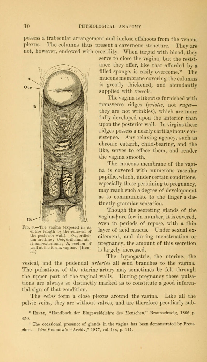 One possess a trabecular arrangement and inclose offshoots from the venous plexus. The columns thus present a cavernous structure. Thev arc- not, however, endowed with erectility. When turgid with blood, they serve to close the vagina, but the resist- ance they offer, like that afforded by a filled sponge, is easily overcome.* The mucous membrane covering the columns is greatly thickened, and abundantly supplied with vessels. The vagina is likewise furnished witli transverse ridges (crista, not ruga— they are not wrinkles), which are more fully developed upon the anterior than upon the posterior wall. In virgins these ridges possess a nearly cartilaginous con- sistence. Any relaxing agency, such as chronic catarrh, child-bearing, and the like, serves to efface them, and render the vagina smooth. The mucous membrane of the vagi- na is covered with numerous vascular papilla?, which, under certain conditions, especially those pertaining to pregnancv. may reach such a degree of development as to communicate to the finger a dis- tinctly granular sensation. Though the secreting glands of the vagina f are few in number, it is covered, even in periods of repose, with a thin layer of acid mucus. Under sexual ex- citement, and during menstruation or pregnancy, the amount of this secretion is largely increased. The hypogastric, the uterine, the vesical, and the pudendal arteries all send branches to the vagina. The pulsations of the uterine artery may sometimes be felt through the upper part of the vaginal walls. During pregnancy these pulsa- tions are always so distinctly marked as to constitute a good inferen- tial sign of that condition. The veins form a close plexus around the vagina. Like all the pelvic veins, they are without valves, and are therefore peculiarly sub- * Henle, Handbuch dcr Eingeweidelehre des Menscben, Braunschweig, 1S66, p. 450. f Tbe occasional presence of glands in the vagina has been demonstrated by Preus- chen. Vide Yirchow's  Archiv, 1877, vol. lxx, p. 111. Fig. 8.—The vacrina (exposed in its entire length by the removal of the posterior wall). Ou. orifici- um urethra?; Oue, orificium utc- rinum-externurn; B. section of wall at the fornix vaginas. (Hen- le.)