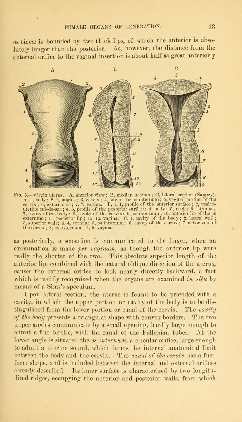 os tincse is bounded by two thick lips, of which the anterior is abso- lutely longer than the posterior. As, however, the distance from the external orifice to the vaginal insertion is about half as great anteriorly Fio. 8.—Virgin uterus. A, anterior view ; B, median section ; C, lateral section (Sappey). A, 1, body ; 2, 2, angles ; 3, cervix ; 4, site of the os internum ; 5, vaginal portion of the cervix ; 6, external os ; 7, 7, vagina. B, 1, 1, profile of the anterior surface; 2, vesico- uterine cul-de-sac; 3, 3, profile of the posterior surface; 4, body; 5, neck; 6, isthmus, 7, cavity of the body ; 8, cavity of the cervix; 9, os internum ; 10, anterior lip of the os externum ; 11, posterior lip ; 12, 12, vagina. C, 1, cavity of the body ; 2, lateral wall; 3, superior wall; 4, 4, cornua; 5, os internum ; 6, cavity of the cervix ; 7, arbor vitae of the cervix; 8, os externum; 9, 9, vagina. as posteriorly, a sensation is communicated to the finger, when an examination is made per vaginam, as though the anterior lip were really the shorter of the two. This absolute superior length of the anterior lip, combined with the natural oblique direction of the uterus, causes the external orifice to look nearly directly backward, a fact which is readily recognized when the organs are examined in situ by means of a Sims's speculum. Upon lateral section, the uterus is found to be provided with a cavity, in which the upper portion or cavity of the body is to be dis- tinguished from the lower portion or canal of the cervix. The cavity of the body presents a triangular shape with convex borders. The two upper angles communicate by a small opening, hardly large enough to admit a fine bristle, with the canal of the Fallopian tubes. At the lower angle is situated the os internum, a circular orifice, large enough to admit a uterine sound, which forms the internal anatomical limit between the body and the cervix. The canal of the cervix has a fusi- form shape, and is included between the internal and external orifices already described. Its inner surface is characterized by two longitu- dinal ridges, occupying the anterior and posterior walls, from which