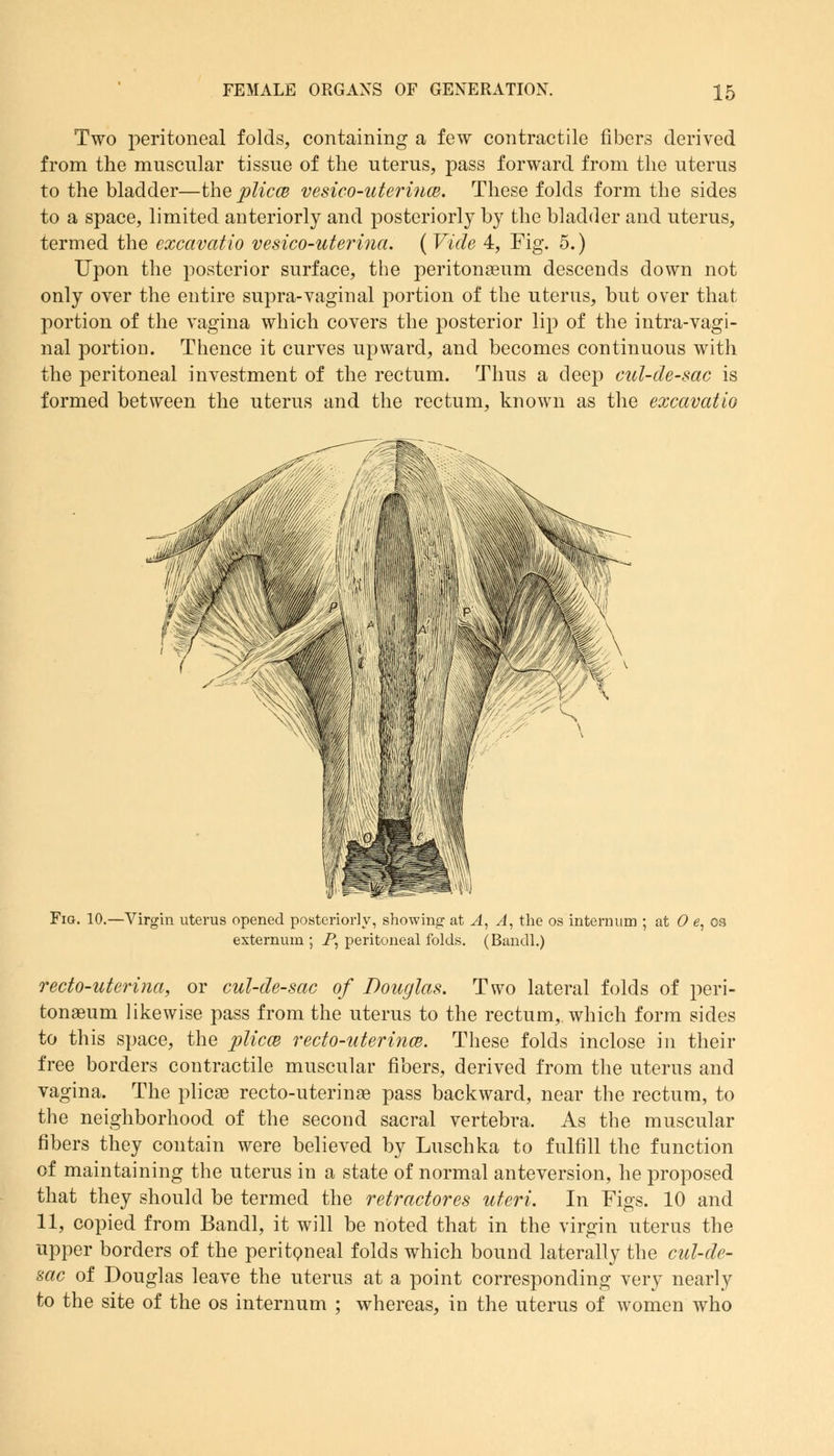 Two peritoneal folds, containing a few contractile fibers derived from the muscular tissue of the uterus, pass forward from the uterus to the bladder—the plicce vesico-uterince. These folds form the sides to a space, limited anteriorly and posteriorly by the bladder and uterus, termed the excavatio vesico-uterina. ( Vide 4, Fig. 5.) Upon the posterior surface, the peritonaeum descends down not only over the entire supra-vaginal portion of the uterus, but over that portion of the vagina which covers the posterior lip of the intra-vagi- nal portion. Thence it curves upward, and becomes continuous with the peritoneal investment of the rectum. Thus a deep cul-de-sac is formed between the uterus and the rectum, known as the excavatio Fig. 10.—Virgin uterus opened posteriorly, showing at A, A, the os internum ; at 0 e, os externum ; P, peritoneal folds. (Bandl.) recto-uterina, or cul-de-sac of Douglas. Two lateral folds of peri- tonaeum likewise pass from the uterus to the rectum, which form sides to this space, the plicce recto-uterince. These folds inclose in their free borders contractile muscular fibers, derived from the uterus and vagina. The plicae recto-uterinae pass backward, near the rectum, to the neighborhood of the second sacral vertebra. As the muscular fibers they contain were believed by Luschka to fulfill the function of maintaining the uterus in a state of normal anteversion, he proposed that they should be termed the retractores uteri. In Figs. 10 and 11, copied from Bandl, it will be noted that in the virgin uterus the upper borders of the peritoneal folds which bound laterally the cul-de- sac of Douglas leave the uterus at a point corresponding very nearly to the site of the os internum ; whereas, in the uterus of women who