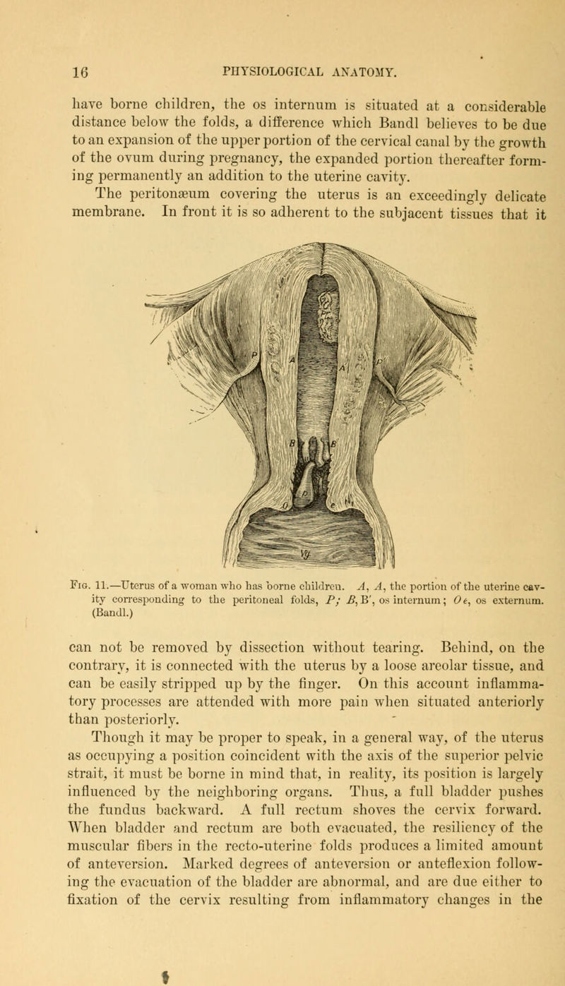 have borne children, the os internum is situated at a considerable distance below the folds, a difference which Bandl believes to be due to an expansion of the upper portion of the cervical canal by the growth of the ovum during pregnancy, the expanded portion thereafter form- ing permanently an addition to the uterine cavity. The peritonaeum covering the uterus is an exceedingly delicate membrane. In front it is so adherent to the subjacent tissues that it Fig. 11.—Uterus of a woman who has borne childreu. A, A, the portion of the uterine cav- ity corresponding to the peritoneal folds, P; B, B', os internum; Oe, os externum. (Bandl.) can not be removed by dissection without tearing. Behind, on the contrary, it is connected with the uterus by a loose areolar tissue, and can be easily stripped up by the finger. On this account inflamma- tory processes are attended with more pain when situated anteriorly than posteriorly. Though it may be proper to speak, in a general way, of the uterus as occupying a position coincident with the axis of the superior pelvic strait, it must be borne in mind that, in reality, its position is largely influenced by the neighboring organs. Thus, a full bladder pushes the fundus backward. A full rectum shoves the cervix forward. When bladder and rectum are both evacuated, the resiliency of the muscular fibers in the recto-uterine folds produces a limited amount of anteversion. Marked degrees of anteversion or anteflexion follow- ing the evacuation of the bladder are abnormal, and are due either to fixation of the cervix resulting from inflammatory changes in the