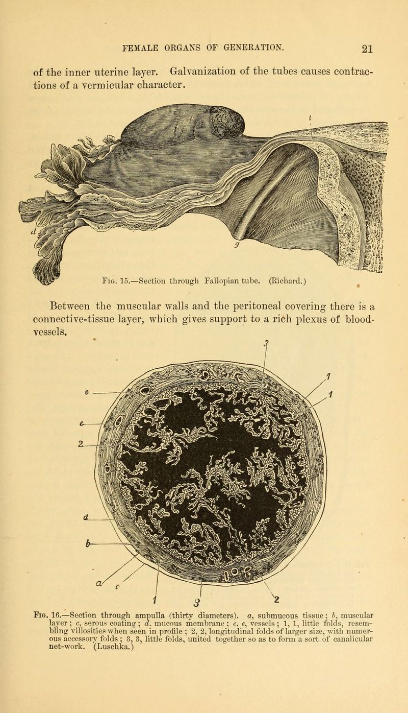 of the inner uterine layer. Galvanization of the tubes causes contrac- tions of a vermicular character. Fig. 15.—Section through Fallopian tube. (Richard.) Between the muscular walls and the peritoneal covering there is a connective-tissue layer, which gives support to a rich plexus of blood- vessels. 3 Fig. 16.—Section through ampulla (thirty diameters), a, submucous tissue; b, muscular layer; c, serous coating; d. mucous membrane ; e. e, vessels ; 1, 1, little folds, resem- bling villosities when seen in profile ; 2, 2, longitudinal folds of larger size, with numer- ous accessory folds ; 3, 3, little folds, united together so as to form a sort of canalicular net-work. (Luschka.)