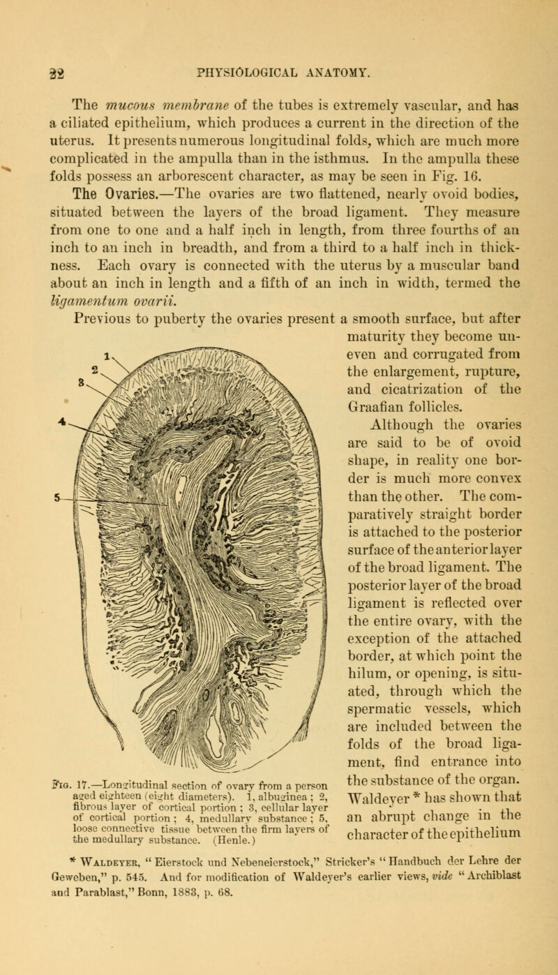 The mucous membrane of the tubes is extremely vascular, aud has a ciliated epithelium, which produces a current in the direction of the uterus. It presents numerous longitudinal folds, which are much more complicated in the ampulla than in the isthmus. In the ampulla these folds possess an arborescent character, as may be seen in Fig. 16. The Ovaries.—The ovaries are two flattened, nearly ovoid bodies, situated between the layers of the broad ligament. They measure from one to one and a half inch in length, from three fourths of an inch to an inch in breadth, and from a third to a half inch in thick- ness. Each ovary is connected with the uterus by a muscular band about an inch in length and a fifth of an inch in width, termed the ligamentum ovarii. Previous to puberty the ovaries present a smooth surface, but after maturity they become un- even and corrugated from the enlargement, rupture, and cicatrization of the Graafian follicles. Although the ovaries are said to be of ovoid shape, in reality one bor- der is much more convex than the other. The com- paratively straight border is attached to the posterior surface of the anterior layer of the broad ligament. The posterior layer of the broad ligament is reflected over the entire ovary, with the exception of the attached border, at which point the hilum, or opening, is situ- ated, through which the spermatic vessels, which are included between the folds of the broad liga- ment, find entrance into the substance of the organ. Waldeyer * has shown that an abrupt change in the character of the epithelium a person ?ig. 17.—Longitudinal section of ovary from agred eighteen (eight diameters). 1. albuiiinea ; 2, fibrous layer of cortical portion ; 3, cellular layer of cortical portion ; 4, medullary substance ; 5, loose connective tissue between the firm layers of the medullary substance. (Henle.) * Waldeyer,  Eierstock und Nebeneicrstoek, Strieker's  Handbuch der Lehre der Geweben, p. 545. And for modification of Waldeyer's earlier views, vide  Archiblast and Parablast, Bonn, 1883, p. 68.