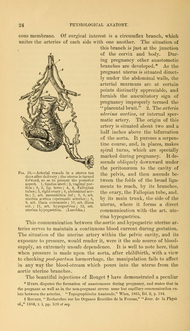cous membrane. Of surgical interest is a circumflex branch, which unites the arteries of each side with one another. The situation of this branch is just at the junction of the cervix and body. Dur- ing pregnancy other anastomotic branches are developed.* As the pregnant uterus is situated direct- ly under the abdominal walls, the arterial murmurs are at certain points distinctly appreciable, and furnish the auscultatory sign of pregnancy improperly termed the  placental bruit. 2. The arteria uterina aortica, or internal sper- matic artery. The origin of this artery is situated about two and a half inches above the bifurcation of the aorta. It pursues a serpen- tine course, and, in places, makes spiral turns, wiiich are specially marked during pregnancy. It de- scends obliquely downward under the peritonaeum to the cavity of the pelvis, and then ascends be- tween the folds of the broad liga- ments to reach, by its branches, the ovary, the Fallopian tube, and, by its main trunk, the side of the uterus, where it forms a direct communication with the art. ute- Fio. 18.—Arterial vessels in a uterus ten days after delivery ; the uterus is turned forward, so as to present the posterior aspect. 1, fundus uteri; 2, vaginal por- tion ; 3, 3, lig. teres; 4, 4, Fallopian tubes; 5, right ovary ; 6, abdominal aor- ta ; 7, art. mesenterica inf.; 8, 8, art. uterina aortica (spermatic arteries); 9, 9, art. iliaca communis ; 10, art. iliaca ext. ; 11, art. hypogastrica ; 12, art. uterina hypogastrica. ^Luschka.) rina hypogastrica. This communication between the aortic and hypogastric uterine ar- teries serves to maintain a continuous blood current during gestation. The situation of the uterine artery within the pelvic cavity, and its exposure to pressure, would render it, were it the sole source of blood- supply, an extremely unsafe dependence. It is well to note here, that when pressure is made upon the aorta, after childbirth, with a view to checking post-partum haemorrhage, the manipulation fails to affect in any way the blood-stream which pours into the uterus from the aortic uterine branches. The beautiful injections of Rouget f have demonstrated a peculiar * Hyrtl disputes the formation of anastomoses during pregnancy, and states that in the pregnant as well as in the non-pregnant uterus none but capillary communication ex- ists between the arteries.  Topographische Anatomie, Wien, 1865, Bd. ii, p. 194. \ Rouget,  Recherches sur les Organes Erectiles de la Femme, Jour, de la Physi- ol., 1858, t. i, pp. 320 ct seq.