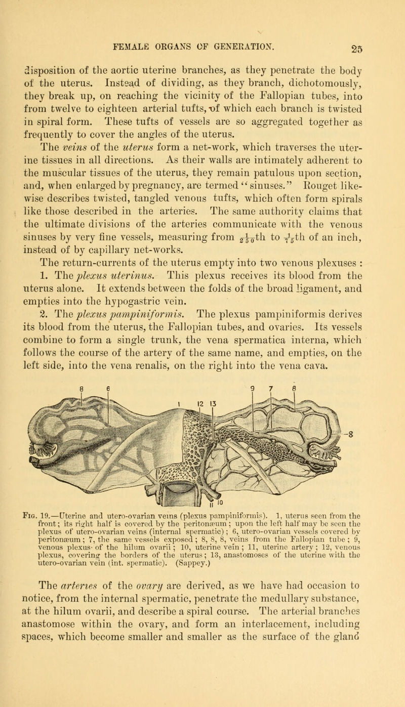disposition of the aortic uterine branches, as they penetrate the body of the uterus. Instead of dividing, as they branch, dichotomously, they break up, on reaching the vicinity of the Fallopian tubes, into from twelve to eighteen arterial tufts, t)f which each branch is twisted in spiral form. These tufts of vessels are so aggregated together as frequently to cover the angles of the uterus. The veins of the uterus form a net-work, which traverses the uter- ine tissues in all directions. As their walls are intimately adherent to the muscular tissues of the uterus, they remain patulous upon section, and, when enlarged by pregnancy, are termed  sinuses. Rouget like- wise describes twisted, tangled venous tufts, which often form spirals like those described in the arteries. The same authority claims that the ultimate divisions of the arteries communicate with the venous sinuses by very fine vessels, measuring from g^th to -^th of an inch, instead of by capillary net-works. The return-currents of the uterus empty into two venous plexuses : 1. The plexus uterinus. This plexus receives its blood from the uterus alone. It extends between the folds of the broad ligament, and empties into the hypogastric vein. 2. The plexus pampiniform is. The plexus pampiniformis derives its blood from the uterus, the Fallopian tubes, and ovaries. Its vessels combine to form a single trunk, the vena spermatica interna, which follows the course of the artery of the same name, and empties, on the left side, into the vena renalis, on the right into the vena cava. 1 12 13 .■V3 Fig. 19.—Uterine and utero-ovarian veins (plexus pampiniformis). 1, uterus seen from the front; its rio-ht half is covered by the peritonaeum ; upon the left half may be seen the plexus of utero-ovarian veins (internal spermatic); 6, utero-ovarian vessels covered by peritonaeum; 7, the same vessels exposed ; 8, 8, 8, veins from the Fallopian tube ; 9, venous plexus- of the hilum ovarii; 10, uterine vein ; 11, uterine artery; 12, venous plexus, coverino1 the borders of the uterus; 13, anastomoses of the uterine with the utero-ovarian vein (int. spermatic). (Sappey.) The arteries of the ovary are derived, as we have had occasion to notice, from the internal spermatic, penetrate the medullary substance, at the hilum ovarii, and describe a spiral course. The arterial branches anastomose within the ovary, and form an interlacement, including spaces, which become smaller and smaller as the surface of the gland