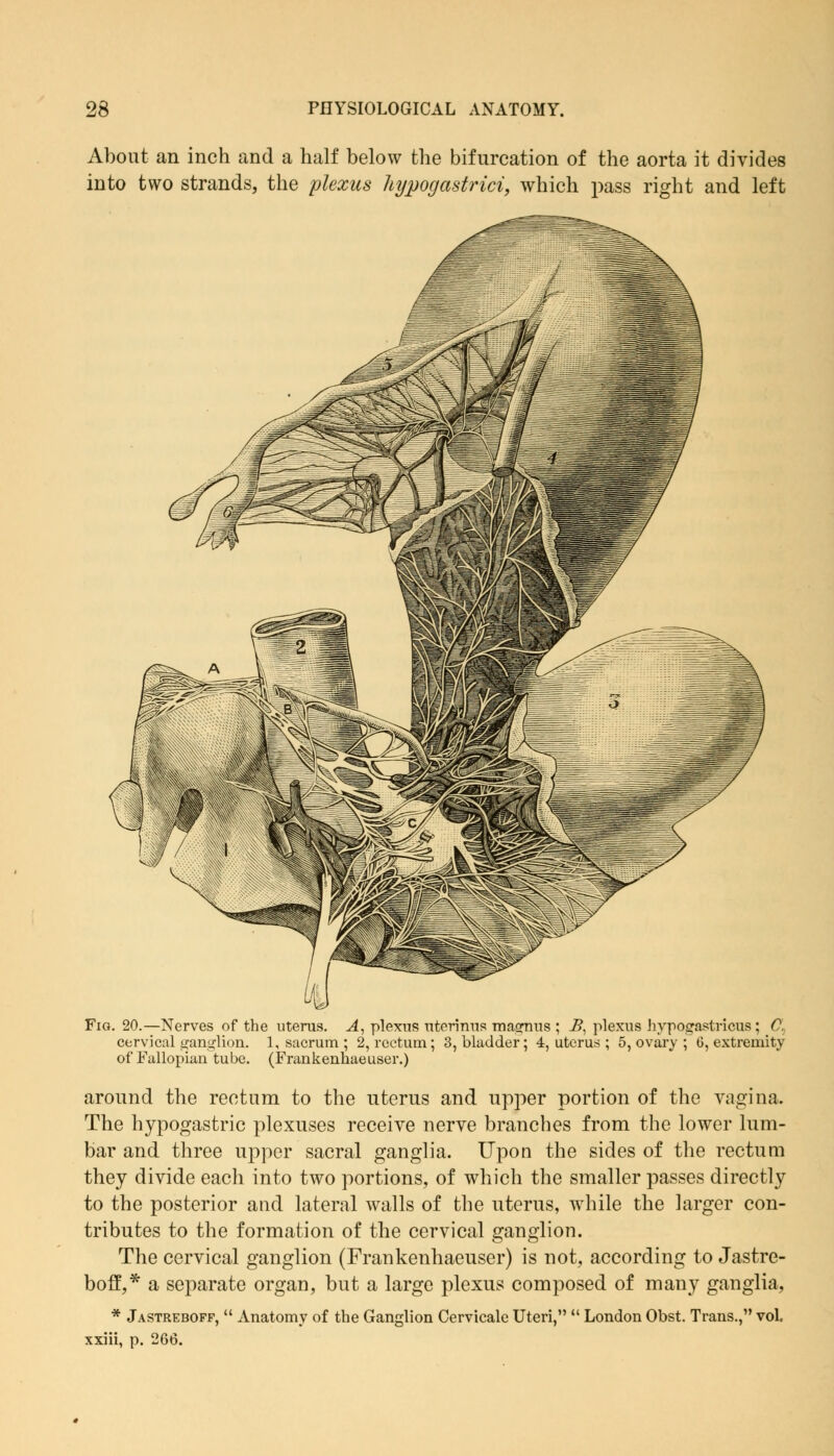 About an inch and a half below the bifurcation of the aorta it divides into two strands, the plexus hypogastrici, which pass right and left Fig. 20.—Nerves of the uterus. A, plexus uterinus masfnus ; i?, plexus hypogastrics; C, cervical ganglion. 1, sacrum ; 2, rectum; 3, bladder; 4, uterus ; 5, ovary ; 0, extremity of Fallopian tube. (Frankenhaeuser.) around the rectum to the uterus and upper portion of the vagina. The hypogastric plexuses receive nerve branches from the lower lum- bar and three upper sacral ganglia. Upon the sides of the rectum they divide each into two portions, of which the smaller passes directly to the posterior and lateral walls of the uterus, while the larger con- tributes to the formation of the cervical ganglion. The cervical ganglion (Frankenhaeuser) is not, according to Jastre- boff,* a separate organ, but a large plexus composed of many ganglia, * Jastreboff,  Anatomy of the Ganglion Cervicale Uteri,  London Obst. Trans.,1' vol, xxiii, p. 266.