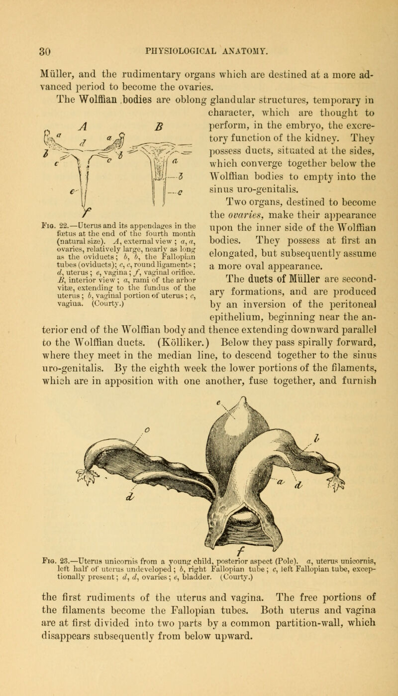 Miiller, and the rudimentary organs which are destined at a more ad- vanced period to become the ovaries. The Wolffian bodies are oblong glandular structures, temporary in character, which are thought to perform, in the embryo, the excre- tory function of the kidney. They possess ducts, situated at the sides, which converge together below the Wolffian bodies to empty into the sinus uro-genitalis. Two organs, destined to become the ovaries, make their appearance upon the inner side of the Wolffian bodies. They possess at first an elongated, but subsequently assume a more oval appearance. The ducts of Muller are second- ary formations, and are produced by an inversion of the peritoneal epithelium, beginning near the an- terior end of the Wolffian body and thence extending downward parallel to the Wolffian ducts. (Kolliker.) Below they pass spirally forward, where they meet in the median line, to descend together to the sinus uro-genitalis. By the eighth week the lower portions of the filaments, which are in apposition with one another, fuse together, and furnish ■Uterus and its appendages in the foetus at the end of the fourth month (natural size). A, external view ; a, a, ovaries, relatively large, nearlv as long as the oviducts; b, 6, the fallopian tubes (oviducts); c, <?, round ligaments ; d, uterus ; e, vagina; /, vaginal orifice. B, interior view ; a, rami of the arbor vitae, extending to the fundus of the uterus ; 6, vaginal portion of uterus; <?, vagiua. (Courty.) Fig. 23.—Uterus unicornis from a young child, posterior aspect (Pole), a, uterus unicornis, left half of uterus undeveloped ; £>, right Fallopian tube ; c, left Fallopian tube, excep- tionally present; d, d, ovaries ; e, bladder. (Courty.) the first rudiments of the uterus and vagina. The free portions of the filaments become the Fallopian tubes. Both uterus and vagina are at first divided into two parts by a common partition-wall, which disappears subsequently from below upward.