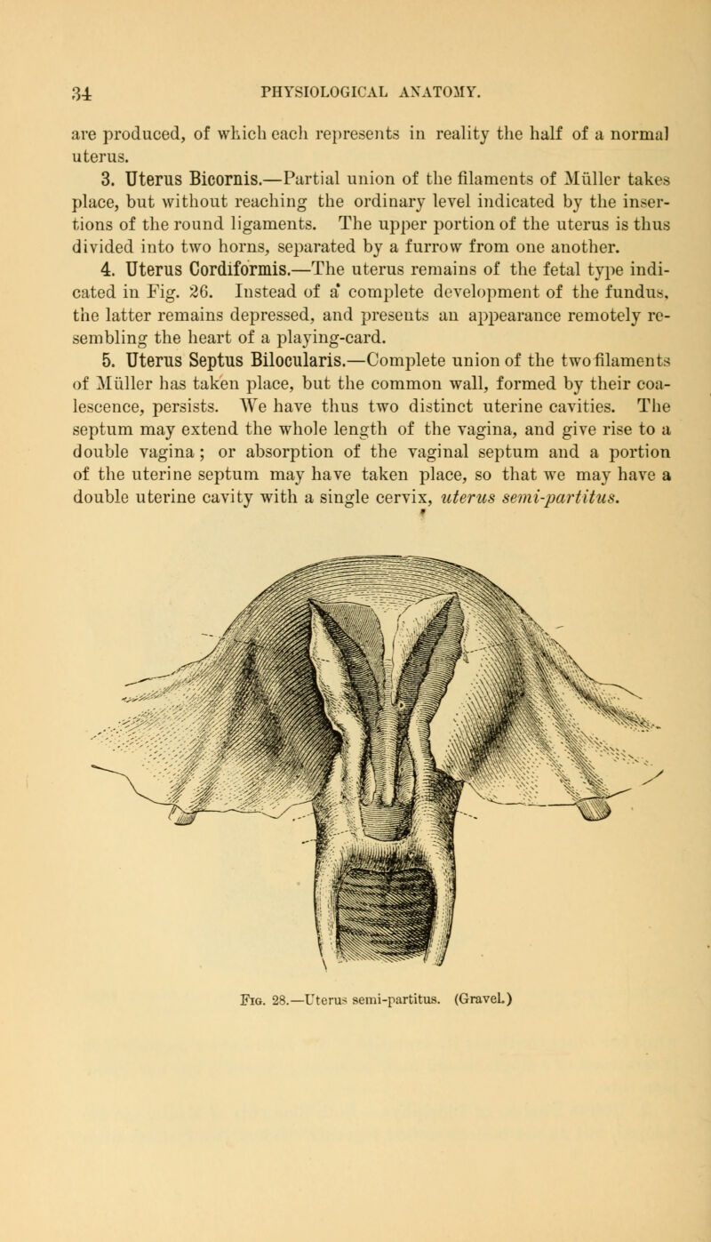are produced, of which each represents in reality the half of a normal uterus. 3. Uterus Bicornis.—Partial union of the filaments of Muller takes place, but without reaching the ordinary level indicated by the inser- tions of the round ligaments. The upper portion of the uterus is thus divided into two horns, separated by a furrow from one another. 4. Uterus Cordiformis.—The uterus remains of the fetal type indi- cated in Fig. 26. Instead of a* complete development of the fundus, the latter remains depressed, and presents an appearance remotely re- sembling the heart of a playing-card. 5. Uterus Septus Bilocularis.—Complete union of the two filaments of Muller has taken place, but the common wall, formed by their coa- lescence, persists. We have thus two distinct uterine cavities. The septum may extend the whole length of the vagina, and give rise to a double vagina; or absorption of the vaginal septum and a portion of the uterine septum may have taken place, so that we may have a double uterine cavity with a single cervix, uterus semi-par titus. Fig. 28.—Uterus semi-partitus. (Gravel.)
