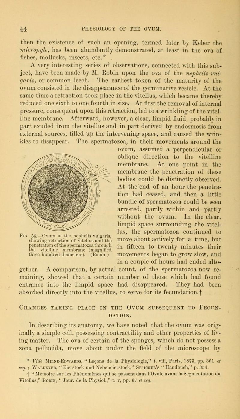then the existence of such an opening, termed later by Keber the micropyle, has been abundantly demonstrated, at least in the ova of fishes, mollusks, insects, etc.* . A very interesting series of observations, connected with this sub- ject, have been made by M. Robin upon the ova of the nephelis vul- [juris, or common leech. The earliest token of the maturity of the ovum consisted in the disappearance of the germinative vesicle. At the same time a retraction took place in the viteilus, which became thereby reduced one sixth to one fourth in size. At first the removal of internal pressure, consequent upon this retraction, led to a wrinkling of the vitel- line membrane. Afterward, however, a clear, limpid fluid, probably in part exuded from the viteilus and in part derived by endosmosis from external sources, filled up the intervening space, and caused the wrin- kles to disappear. The spermatozoa, in their movements around the ovum, assumed a perpendicular or oblique direction to the vitelline membrane. At one point in the membrane the penetration of these bodies could be distinctly observed. At the end of an hour the penetra- tion had ceased, and then a littls bundle of spermatozoa could be seen arrested, partly within and partly without the ovum. In the clear, limpid space surrounding the vitei- lus, the spermatozoa continued to move about actively for a time, but in fifteen to twenty minutes their movements began to grow slow, and in a couple of hours had ended alto- gether. A comparison, by actual count, of the spermatozoa now re- maining, showed that a certain number of those which had found entrance into the limpid space had disappeared. They had been absorbed directly into the viteilus, to serve for its fecundation, f Changes taking place in the Ovum subsequent to Fecun- dation. In describing its anatomy, we have noted that the ovum was orig- inally a simple cell, possessing contractility and other properties of liv- ing matter. The ova of certain of the sponges, which do not possess a zona pellucida, move about under the field of the microscope by Fig. 34.—Ovum of the nephelis vulgaris, showing retraction of viteilus and the penetration of the spermatozoa through the vitelline membrane (magnified, three .hundred diameters). (Kobin.) * Vide Milne-Edwards, Lecons de la Physiologic, t. viii, Paris, 1873, pp. 361 ct seq.; Waldeyer, Eierstock und Nebeneierstock, Stacker's Ilandbuch, p. 354. f Memoire sur les Phenomenes qui se passent dans l'Ovule avant !a Segmentation du Viteilus, Robin, '• Jour, de la Physiol., t. v, pp. 67 el scq.