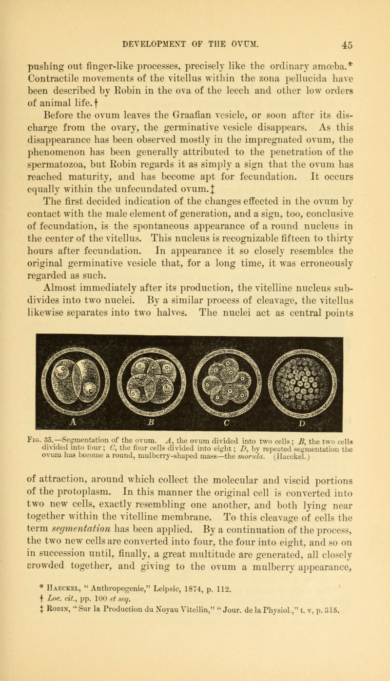pushing out finger-like processes, precisely like the ordinary amoeba.* Contractile movements of the vitellus within the zona pellucida have been described by Robin in the ova of the leech and other low orders of animal life. \ Before the ovum leaves the Graafian vesicle, or soon after its dis- charge from the ovary, the germinative vesicle disappears. As this disappearance has been observed mostly in the impregnated ovum, the phenomenon has been generally attributed to the penetration of the spermatozoa, but Robin regards it as simply a sign that the ovum has reached maturity, and lias become apt for fecundation. It occurs equally within the unfecundated ovum. \ The first decided indication of the changes effected in the ovum by contact with the male element of generation, and a sign, too, conclusive of fecundation, is the spontaneous appearance of a round nucleus in the center of the vitellus. This nucleus is recognizable fifteen to thirty hours after fecundation. In appearance it so closely resembles the original germinative vesicle that, for a long time, it was erroneously regarded as such. Almost immediately after its production, the vitelline nucleus sub- divides into two nuclei. By a similar process of cleavage, the vitellus likewise separates into two halves. The nuclei act as central points Fig. 35.— Segmentation of the ovum. A, the ovum divided into two cells; £, the two cells divided into four; C, the four cells divided into eicrht; Z>, bv repeated sea mentation the ovum has become a round, mulberry-shaped mass—the morula. (Haeckel.) of attraction, around which collect the molecular and viscid portions of the protoplasm. In this manner the original cell is converted into two new cells, exactly resembling one another, and both lying near together within the vitelline membrane. To this cleavage of cells the term segmentation has been applied. By a continuation of the process, the two new cells are converted into four, the four into eight, and so on in succession until, finally, a great multitude are generated, all closely crowded together, and giving to the ovum a mulberry appearance, * Haeckel, Anthropogenic, Leipsic, 1874, p. 112. f Loc. cit., pp. 100 et scq. \ Robin,  Sur la Production du Xoyau Vitellin,  Jour, de la Physiol., t. v, p. 315.