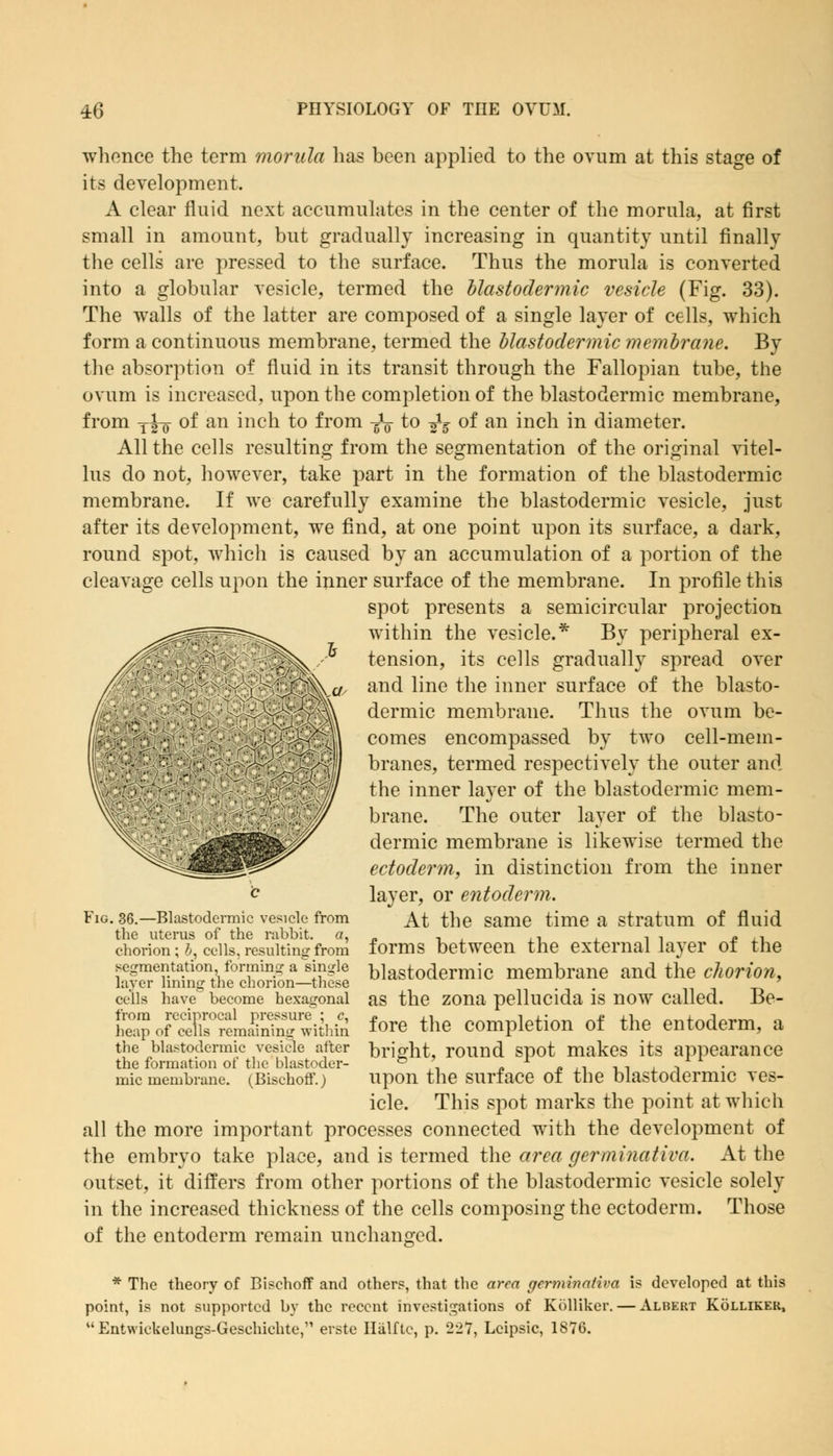 whence the term morula has been applied to the ovum at this stage of its development. A clear fluid next accumulates in the center of the morula, at first small in amount, but gradually increasing in quantity until finally the cells are pressed to the surface. Thus the morula is converted into a globular vesicle, termed the blastodermic vesicle (Fig. 33). The walls of the latter are composed of a single layer of cells, which form a continuous membrane, termed the blastodermic membrane. By the absorption of fluid in its transit through the Fallopian tube, the ovum is increased, upon the completion of the blastodermic membrane, from T|-o of an inch to from -fa to -£s of an inch in diameter. All the cells resulting from the segmentation of the original vitel- lus do not, however, take part in the formation of the blastodermic membrane. If we carefully examine the blastodermic vesicle, just after its development, we find, at one point upon its surface, a dark, round spot, which is caused by an accumulation of a portion of the cleavage cells upon the inner surface of the membrane. In profile this spot presents a semicircular projection within the vesicle.* By peripheral ex- tension, its cells gradually spread over and line the inner surface of the blasto- dermic membrane. Thus the ovum be- comes encompassed by two cell-mem- branes, termed respectively the outer and the inner layer of the blastodermic mem- brane. The outer layer of the blasto- dermic membrane is likewise termed the ectoderm, in distinction from the inner layer, or entoderm. At the same time a stratum of fluid forms between the external layer of the blastodermic membrane and the chorion, as the zona pellucida is now called. Be- fore the completion of the entoderm, a bright, round spot makes its appearance upon the surface of the blastodermic ves- icle. This spot marks the point at which all the more important processes connected with the development of the embryo take place, and is termed the area ger-minative. At the outset, it differs from other portions of the blastodermic vesicle solely in the increased thickness of the cells composing the ectoderm. Those of the entoderm remain unchanged. Fig. 36.—Blastodermic vesicle from the uterus of the rabbit, a, chorion ; &, cells, resulting from segmentation, forming a single layer lining the chorion—these cells have become hexagonal from reciprocal pressure ; c, heap of cells remaining within the blastodermic vesicle after the formation of the blastoder- mic membrane. (BischofF.) * The theory of Bischoff and others, that the area germinativa is developed at this point, is not supported by the recent investigations of Kolliker.— Albert Kolliker, Entwickelungs-Geschichte, erstc Halite, p. 227, Lcipsic, 1876.