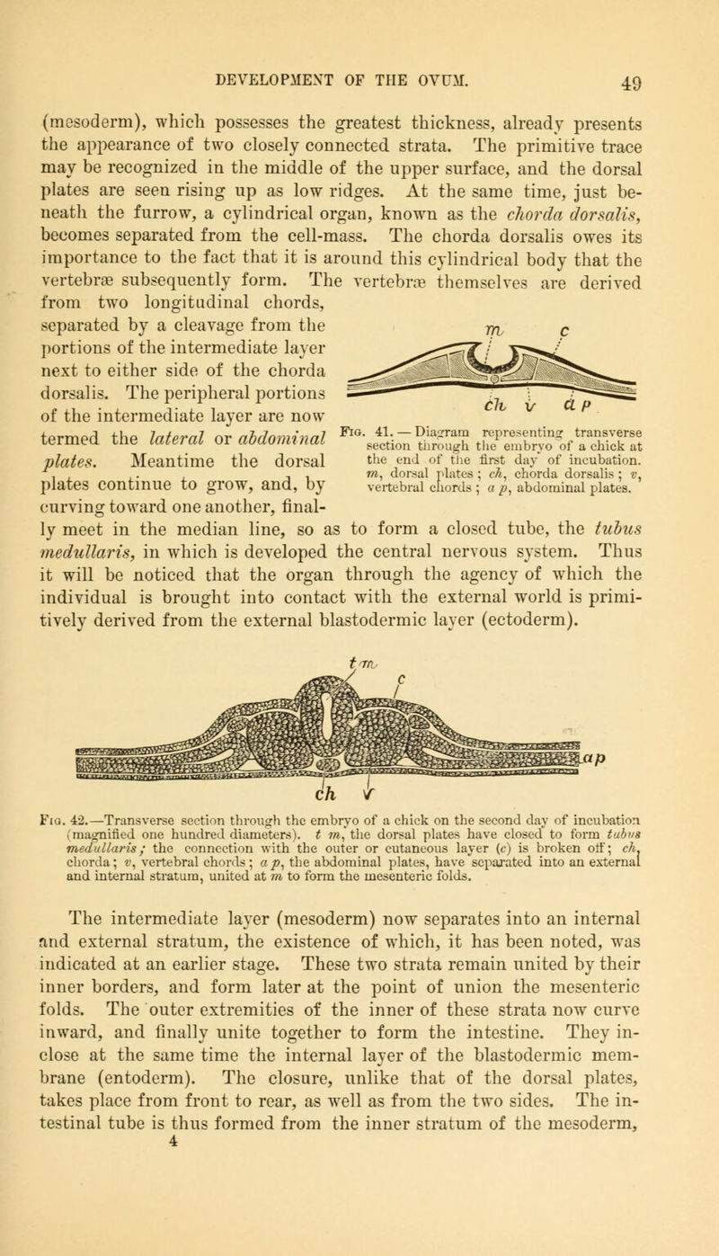 (mesoderm), which possesses the greatest thickness, already presents the appearance of two closely connected strata. The primitive trace may be recognized in the middle of the upper surface, and the dorsal plates are seen rising up as low ridges. At the same time, just be- neath the furrow, a cylindrical organ, known as the chorda dorsalis, becomes separated from the cell-mass. The chorda dorsalis owes its importance to the fact that it is around this cylindrical body that the vertebrae subsequently form. The vertebrae themselves are derived from two longitudinal chords, separated by a cleavage from the portions of the intermediate layer next to either side of the chorda dorsalis. The peripheral portions of the intermediate layer are now termed the lateral or abdominal plates. Meantime the dorsal plates continue to grow, and, by curving toward one another, final- ly meet in the median line, so as to form a closed tube, the tubus medullaris, in which is developed the central nervous system. Thus it will be noticed that the organ through the agency of which the individual is brought into contact with the external world is primi- tively derived from the external blastodermic layer (ectoderm). t Tib Fig. 41. — Diagram representing transverse section through the embryo of a chick at the end of the first day of incubation, ra, dorsal plates ; eh, chorda dorsalis ; r, vertebral chords ; a p, abdominal plates. Fiq. 42.—Transverse section through the embryo of a chick on the second day of incubation (magnified one hundred diameters), t w,*the dorsal plates have closed to form tubus medullaris; the connection with the outer or cutaneous layer (c) is broken off; ch. chorda; v, vertebral chords ; a p, the abdominal plates, have separated into an external and internal stratum, united at m to form the mesenteric folds. The intermediate layer (mesoderm) now separates into an internal and external stratum, the existence of which, it has been noted, was indicated at an earlier stage. These two strata remain united by their inner borders, and form later at the point of union the mesenteric folds. The outer extremities of the inner of these strata now curve inward, and finally unite together to form the intestine. They in- close at the same time the internal layer of the blastodermic mem- brane (entoderm). The closure, unlike that of the dorsal plates, takes place from front to rear, as wrell as from the two sides. The in- testinal tube is thus formed from the inner stratum of the mesoderm, 4