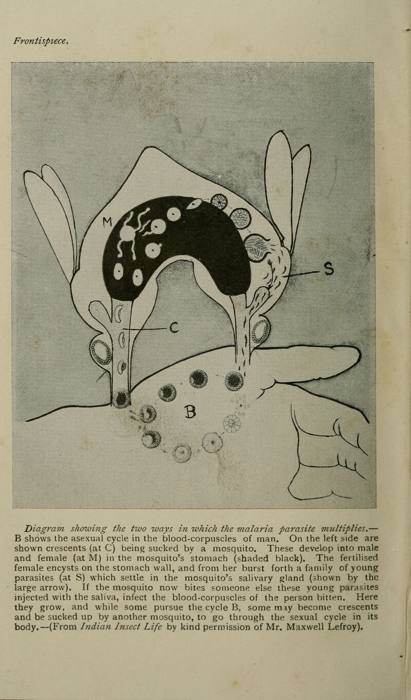 Frontispiece, Diagram showing the two ways in which the malaria parasite iiiultiplies.— B shows the asexual cycle in the blood-corpuscles of man. On the left side are shown crescents (at C) being sucked by a mosquito. These develop into male and female (at M) in the mosquito's stomach (shaded black). The fertilised female encysts on the stomach wall, and from her burst forth a family of young parasites (at S) which settle in the mosquito's salivary gland (shown by the large arrow). If the mosquito now bites someone else these young parasites injected with the saliva, infect the blood-corpuscles of the person bitten. Here they grow, and while some pursue the cycle B, some may become crescents and be sucked up by another mosquito, to go through the sexual cycle in its body.—(From Indian Insect Life by kind permission of Mr. Maxwell Lefroy).