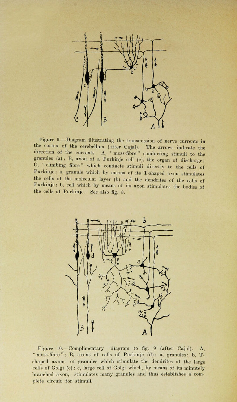 Figure 9.—Diagram illustrating the transmission of nerve currents in the cortex of the cerebellum (after Cajal). The arrows indicate the direction of the currents. A, moss-fibre conducting stimuli to the granules (a) ; B, axon of a Purkinje cell (c), the organ of discharge; C, climbing fibre which conducts stimuli directly to the cells of Purkinje; a, granule which by means of its T-shaped axon stimulates the cells of the molecular layer (b) and the dendrites of the cells of Purkinje; b, cell which by means of its axon stimulates the bodies of the cells of Purkinje. See also fig. 8. Figure 10.—Complimentary diagram to fig. 9 (after Cajal). A, moss-fibre; B, axons of cells of Purkinje (d) ; a, granules; b, T- shaped axons of granules which stimulate the dendrites of the large cells of Golgi (c) ; c, large cell of Golgi which, by means of its minutely branched axon, stimulates many granules and thus establishes a com- plete circuit for stimuli.