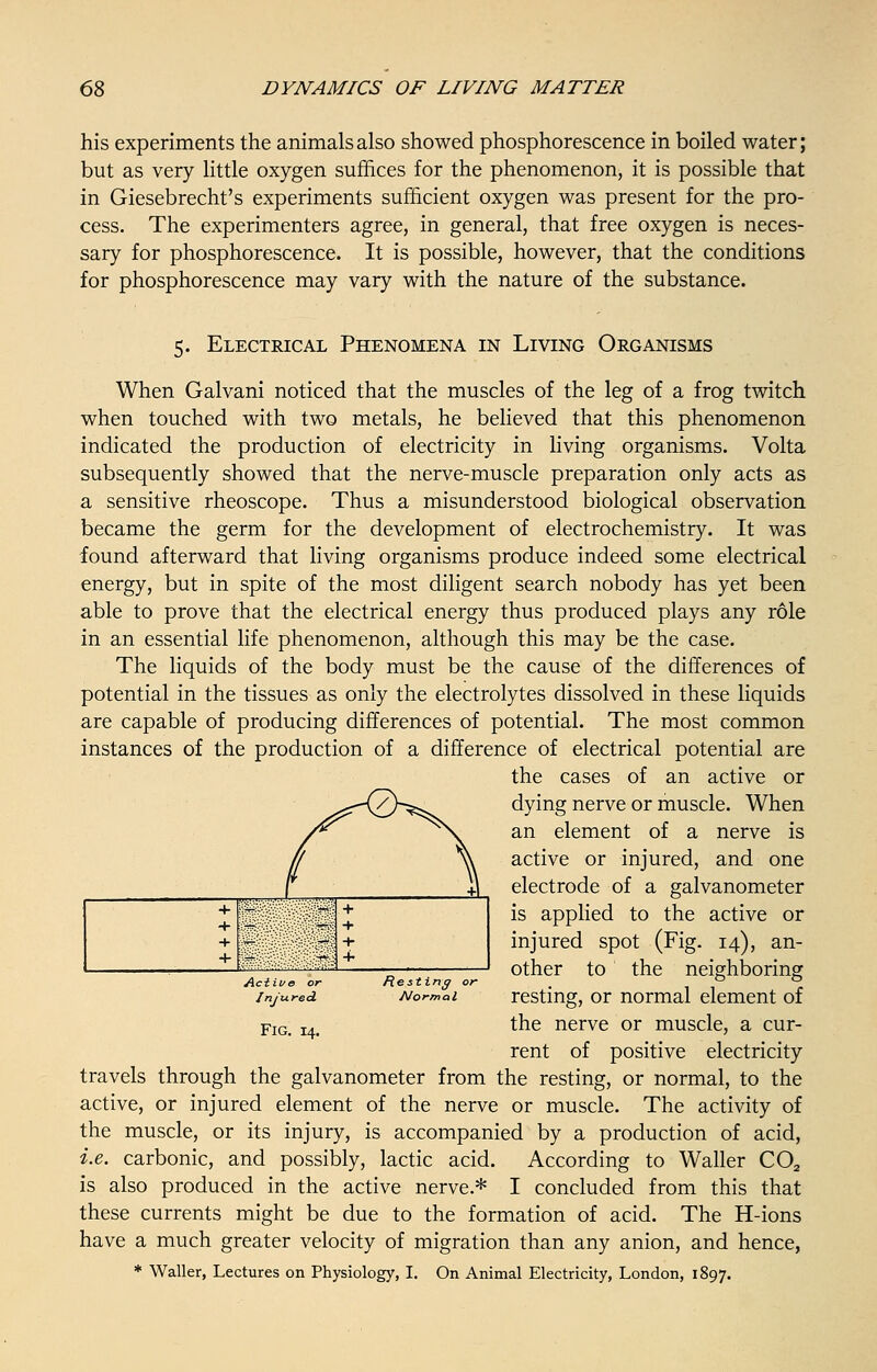 his experiments the animals also showed phosphorescence in boiled water; but as very little oxygen suffices for the phenomenon, it is possible that in Giesebrecht's experiments sufficient oxygen was present for the pro- cess. The experimenters agree, in general, that free oxygen is neces- sary for phosphorescence. It is possible, however, that the conditions for phosphorescence may vary with the nature of the substance. 5. Electrical Phenomena in Living Organisms When Galvani noticed that the muscles of the leg of a frog twitch when touched with two metals, he believed that this phenomenon indicated the production of electricity in living organisms. Volta subsequently showed that the nerve-muscle preparation only acts as a sensitive rheoscope. Thus a misunderstood biological observation became the germ for the development of electrochemistry. It was found afterward that living organisms produce indeed some electrical energy, but in spite of the most diligent search nobody has yet been able to prove that the electrical energy thus produced plays any role in an essential life phenomenon, although this may be the case. The liquids of the body must be the cause of the differences of potential in the tissues as only the electrolytes dissolved in these liquids are capable of producing differences of potential. The most common instances of the production of a difference of electrical potential are the cases of an active or dying nerve or muscle. When an element of a nerve is active or injured, and one electrode of a galvanometer is applied to the active or injured spot (Fig. 14), an- other to the neighboring Active or Resting or r injured Normd resting, or normal element of FlG. I4- the nerve or muscle, a cur- rent of positive electricity travels through the galvanometer from the resting, or normal, to the active, or injured element of the nerve or muscle. The activity of the muscle, or its injury, is accompanied by a production of acid, i.e. carbonic, and possibly, lactic acid. According to Waller C02 is also produced in the active nerve.* I concluded from this that these currents might be due to the formation of acid. The H-ions have a much greater velocity of migration than any anion, and hence, * Waller, Lectures on Physiology, I. On Animal Electricity, London, 1897. f +1 + + + 1 . - + + +