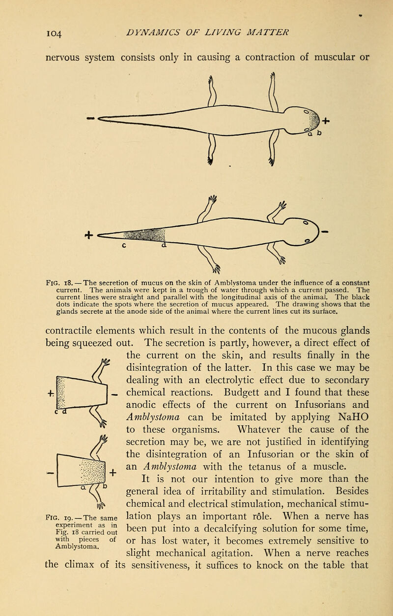 nervous system consists only in causing a contraction of muscular or FiG. 18. — The secretion of mucus on the skin of Amblystoma under the influence of a constant current. The animals were kept in a trough of water through which a current passed. The current lines were straight and parallel with the longitudinal axis of the animal. The black dots indicate the spots where the secretion of mucus appeared. The drawing shows that the glands secrete at the anode side of the animal where the current lines cut its surface. contractile elements which result in the contents of the mucous glands being squeezed out. The secretion is partly, however, a direct effect of the current on the skin, and results finally in the disintegration of the latter. In this case we may be dealing with an electrolytic effect due to secondary chemical reactions. Budgett and I found that these anodic effects of the current on Infusorians and Amblystoma can be imitated by applying NaHO to these organisms. Whatever the cause of the secretion may be, we are not justified in identifying the disintegration of an Infusorian or the skin of an Amblystoma with the tetanus of a muscle. It is not our intention to give more than the general idea of irritability and stimulation. Besides chemical and electrical stimulation, mechanical stimu- lation plays an important r6le. When a nerve has been put into a decalcifying solution for some time, or has lost water, it becomes extremely sensitive to slight mechanical agitation. When a nerve reaches the climax of its sensitiveness, it suffices to knock on the table that FiG. 19.—The same experiment as in Fig. 18 carried out with pieces of Amblystoma.