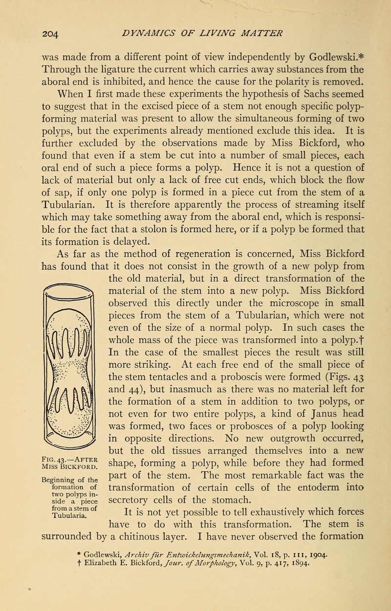 was made from a different point of view independently by Godlewski.* Through the ligature the current which carries away substances from the aboral end is inhibited, and hence the cause for the polarity is removed. When I first made these experiments the hypothesis of Sachs seemed to suggest that in the excised piece of a stem not enough specific polyp- forming material was present to allow the simultaneous forming of two polyps, but the experiments already mentioned exclude this idea. It is further excluded by the observations made by Miss Bickford, who found that even if a stem be cut into a number of small pieces, each oral end of such a piece forms a polyp. Hence it is not a question of lack of material but only a lack of free cut ends, which block the flow of sap, if only one polyp is formed in a piece cut from the stem of a Tubularian. It is therefore apparently the process of streaming itself which may take something away from the aboral end, which is responsi- ble for the fact that a stolon is formed here, or if a polyp be formed that its formation is delayed. As far as the method of regeneration is concerned, Miss Bickford has found that it does not consist in the growth of a new polyp from the old material, but in a direct transformation of the material of the stem into a new polyp. Miss Bickford observed this directly under the microscope in small pieces from the stem of a Tubularian, which were not even of the size of a normal polyp. In such cases the whole mass of the piece was transformed into a polyp.f In the case of the smallest pieces the result was still more striking. At each free end of the small piece of the stem tentacles and a proboscis were formed (Figs. 43 and 44), but inasmuch as there was no material left for the formation of a stem in addition to two polyps, or not even for two entire polyps, a kind of Janus head was formed, two faces or probosces of a polyp looking in opposite directions. No new outgrowth occurred, but the old tissues arranged themselves into a new shape, forming a polyp, while before they had formed part of the stem. The most remarkable fact was the transformation of certain cells of the entoderm into secretory cells of the stomach. It is not yet possible to tell exhaustively which forces have to do with this transformation. The stem is surrounded by a chitinous layer. I have never observed the formation * Godlewski, Archiv fur Entwickelungsmechanik, Vol. 18, p. Ill, 1904. f Elizabeth E. Bickford, Jour, of Morphology, Vol. 9, p. 417, 1894. Fig. 43.—After Miss Bickford. Beginning of the formation of two polyps in- side a piece from astern of Tubularia.