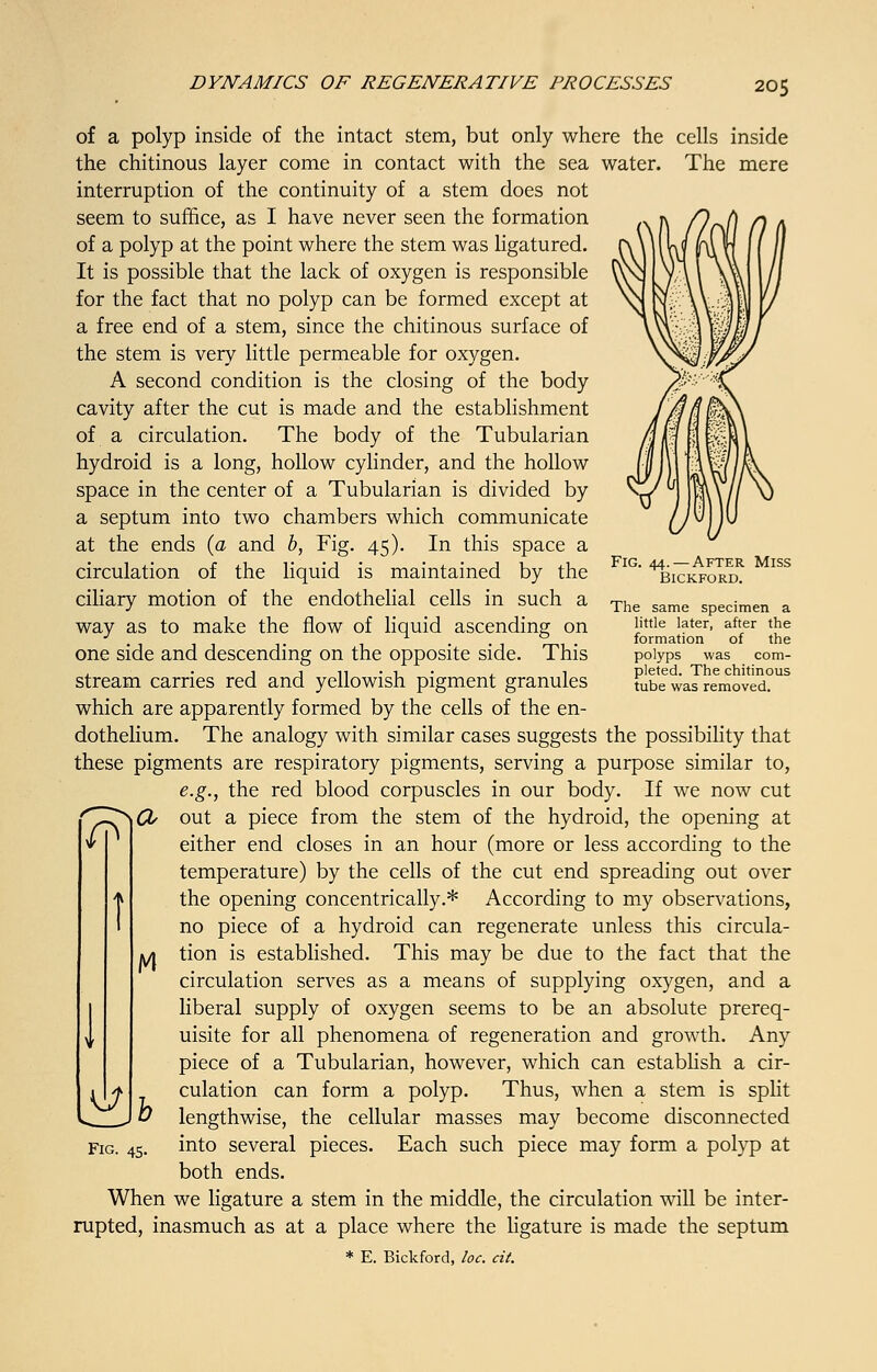 of a polyp inside of the intact stem, but only where the cells inside the chitinous layer come in contact with the sea water. The mere interruption of the continuity of a stem does not seem to suffice, as I have never seen the formation of a polyp at the point where the stem was ligatured. It is possible that the lack of oxygen is responsible for the fact that no polyp can be formed except at a free end of a stem, since the chitinous surface of the stem is very little permeable for oxygen. A second condition is the closing of the body cavity after the cut is made and the establishment of a circulation. The body of the Tubularian hydroid is a long, hollow cylinder, and the hollow space in the center of a Tubularian is divided by a septum into two chambers which communicate at the ends (a and b, Fig. 45). In this space a circulation of the liquid is maintained by the ciliary motion of the endothelial cells in such a way as to make the flow of liquid ascending on one side and descending on the opposite side. This stream carries red and yellowish pigment granules which are apparently formed by the cells of the en- dothelium. The analogy with similar cases suggests the possibility that these pigments are respiratory pigments, serving a purpose similar to, e.g., the red blood corpuscles in our body. If we now cut out a piece from the stem of the hydroid, the opening at either end closes in an hour (more or less according to the temperature) by the cells of the cut end spreading out over the opening concentrically.* According to my observations, no piece of a hydroid can regenerate unless this circula- tion is established. This may be due to the fact that the circulation serves as a means of supplying oxygen, and a liberal supply of oxygen seems to be an absolute prereq- uisite for all phenomena of regeneration and growth. Any piece of a Tubularian, however, which can establish a cir- culation can form a polyp. Thus, when a stem is split lengthwise, the cellular masses may become disconnected into several pieces. Each such piece may form a polyp at both ends. When we ligature a stem in the middle, the circulation will be inter- rupted, inasmuch as at a place where the ligature is made the septum * E. Bickford, loc. cit. Fig. 44. — After Miss Bickford. The same specimen a little later, after the formation of the polyps was com- pleted. The chitinous tube was removed. Kj M b