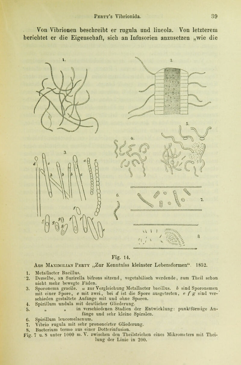 Von Vibrionen beschreibt er rugula und lineola. Von letzterem berichtet er die Eigenschaft, sich an Infusorien anzusetzen „wie die >, i i 'i, .MM, Fig. 14. Aus Maximilian Perty „Zur Kenntniss kleinster Lebensformen 1852. 1. Metallacter Bacillus. 2. Derselbe, an Surirella bifrons sitzend, vegetabilisch werdende, zum Theil schon nicht mehr bewegte Faden. 3. Sporonema gracile. « zur Vergleichung Metallacter bacillus. b sind Sporonemen mit einer Spore, c mit zwei, bei d ist die Spore ausgetreten, e f g sind ver- schieden gestaltete Anfänge mit und ohne Sporen. 4. Spirillum undula mit deutlicher Gliederung. 5. „ „ in verschiedenen Stadien der Entwicklung: punktförmige An- fänge und sehr kleine Spiralen. 6. Spirillum leucomelacnum. 7. Vibrio rugula mit sehr prononcirter Gliederung. 8. Bacterium termo aus einer Dottcrinfusion. Fig. 7 u. 8 unter 1000 m. V. zwischen den Theilstrichen eines Mikromtters mit Thei- lung der Linie in 200.