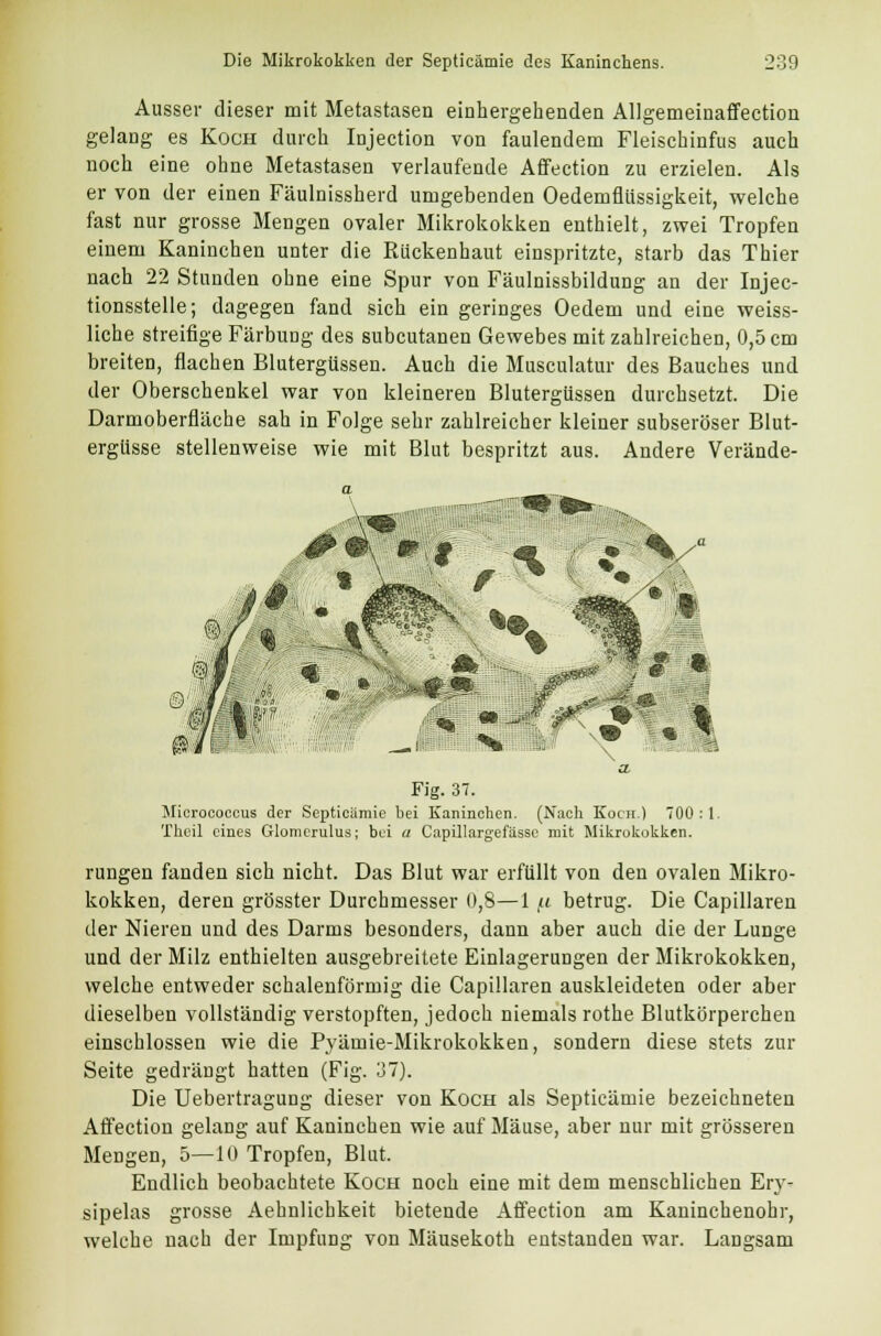 Ausser dieser mit Metastasen einhergehenden Allgemeinaffection gelang es Koch durch Injection von faulendem Fleischinfus auch noch eine ohne Metastasen verlaufende Affection zu erzielen. Als er von der einen Fäulnissherd umgebenden Oedemflüssigkeit, welche fast nur grosse Mengen ovaler Mikrokokken enthielt, zwei Tropfen einem Kaninchen unter die Rückenhaut einspritzte, starb das Thier nach 22 Stunden ohne eine Spur von Fäulnissbildung an der Injec- tionsstelle; dagegen fand sich ein geringes Oedem und eine weiss- liche streifige Färbung des subcutanen Gewebes mit zahlreichen, 0,5 cm breiten, flachen Blutergüssen. Auch die Musculatur des Bauches und der Oberschenkel war von kleineren Blutergüssen durchsetzt. Die Darmoberfläche sah in Folge sehr zahlreicher kleiner subseröser Blut- ergüsse stellenweise wie mit Blut bespritzt aus. Andere Verände- Fig. 37. Microcoecus der Septicämie bei Kaninchen. (Nach Koch.) 700:1. Thcil eines Glomerulus; bei u Capillargefässe mit Mikrukokken. rungen fanden sich nicht. Das Blut war erfüllt von den ovalen Mikro- kokken, deren grösster Durchmesser 0,8—1 /.i betrug. Die Capillaren der Nieren und des Darms besonders, dann aber auch die der Lunge und der Milz enthielten ausgebreitete Einlagerungen der Mikrokokken, welche entweder schalenförmig die Capillaren auskleideten oder aber dieselben vollständig verstopften, jedoch niemals rothe Blutkörperchen einschlössen wie die Pyämie-Mikrokokken, sondern diese stets zur Seite gedrängt hatten (Fig. 37). Die Uebertragung dieser von Koch als Septicämie bezeichneten Affection gelang auf Kaninchen wie auf Mäuse, aber nur mit grösseren Mengen, 5—10 Tropfen, Blut. Endlich beobachtete Koch noch eine mit dem menschlichen Ery- sipels grosse Aehnlichkeit bietende Affection am Kaninchenohr, welche nach der Impfung von Mäusekoth entstanden war. Langsam