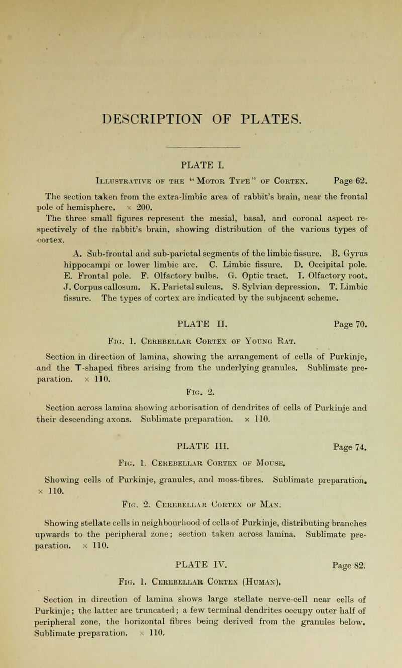 DESCRIPTION OF PLATES. PLATE I. Illustrative of the ''Motor Type of Cortex. Page 62. The section taken from the extra-limbic area of rabbit's brain, near the frontal pole of hemisphere, x '200. The three small figures represent the mesial, basal, and coronal aspect re- spectively of the rabbit's brain, showing distribution of the various types of cortex. A. Sub-frontal and sub-parietal segments of the limbic fissure. B. Gyrus hippocampi or lower limbic arc. C. Limbic fissure. D. Occipital pole. E. Frontal pole. F. Olfactory bulbs, ft. Optic tract. I. Olfactory root. J. Corpus callosum. K. Parietal sulcus. S. Sylvian depression. T. Limbic fissure. The types of cortex are indicated by the subjacent scheme. PLATE II. Page 70. Fm. 1. Cerebellar Cortex of Youno Rat. Section in direction of lamina, showing the arrangement of cells of Purkinje, and the T-shaped fibres arising from the underlying granules. Sublimate pre- paration, x 110. Fio. 2. Section across lamina showing arborisation of dendrites of cells of Purkinje and their descending axons. Sublimate preparation. x 110. PLATE III. Page 74. Fio. 1. Cerebellar Cortex of Mouse. Showing cells of Purkinje, granules, and moss-fibres. Sublimate preparation, x 110. Fin. 2. Cerebellar Cortex of Max. Showing stellate cells in neighbourhood of cells of Purkinje, distributing branches upwards to the peripheral zone; section taken across lamina. Sublimate pre- paration, x 110. PLATE IV. Page 82. Fig. 1. Cerebellar Cortex (Human). Section in direction of lamina shows large stellate nerve-cell near cells of Purkinje; the latter are truncated; a few terminal dendrites occupy outer half of peripheral zone, the horizontal fibres being derived from the granules below. Sublimate preparation. -. 110.