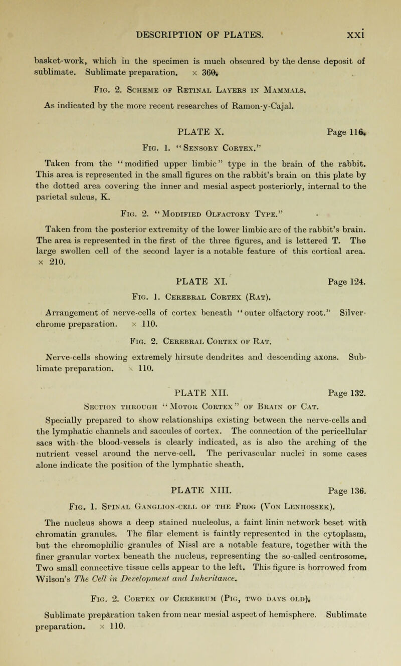 basket-work, which in the specimen is much obscured by the dense deposit of sublimate. Sublimate preparation. x 360. Fig. 2. Scheme op Retinal Layers in Mammals. As indicated by the more recent researches of Ramon-y-Cajal. PLATE X. Page 116. Fig. I. Sensory Cortex. Taken from the modified upper limbic type in the brain of the rabbit. This area is represented in the small figures on the rabbit's brain on this plate by the dotted area covering the inner and mesial aspect posteriorly, internal to the parietal sulcus, K. Fig. 2. Modified Olfactory Type. Taken from the posterior extremity of the lower limbic arc of the rabbit's brain. The area is represented in the first of the three figures, and is lettered T. The large swollen cell of the second layer is a notable feature of this cortical area, x 210. PLATE XI. Page 124. Fig. 1. Cerebral Cortex (Rat). Arrangement of nerve-cells of cortex beneath outer olfactory root. Silver- chrome preparation, x 110. Fig. 2. Cerebral Cortex of Rat. Nerve-cells showing extremely hirsute dendrites and descending axons. Sub- limate preparation. . 110. PLATE XII. Page 132. Section through Motok Cortex of Brain of Cat. Specially prepared to show relationships existing between the nerve-cells and the lymphatic channels and saccules of cortex. The connection of the pericellular sacs with the blood-vessels is clearly indicated, as is also the arching of the nutrient vessel around the nerve-cell. The perivascular nuclei in some cases alone indicate the position of the lymphatic sheath. PLATE XIII. Page 136. Fig. 1. Spinal Ganglion-cell of the Frog (Von Lenhossek). The nucleus shows a deep stained nucleolus, a faint linin network beset with chromatin granules. The filar element is faintly represented in the cytoplasm, but the chromophilic granules of Nissl are a notable feature, together with the finer granular vortex beneath the nucleus, representing the so-called centrosome. Two small connective tissue cells appear to the left. This figure is borrowed from Wilson's The Cell in Development and Inheritance. Fig. 2. Cortex of Cerebrum (Pig, two days old). Sublimate preparation taken from near mesial aspect of hemisphere. Sublimate preparation. x 110.