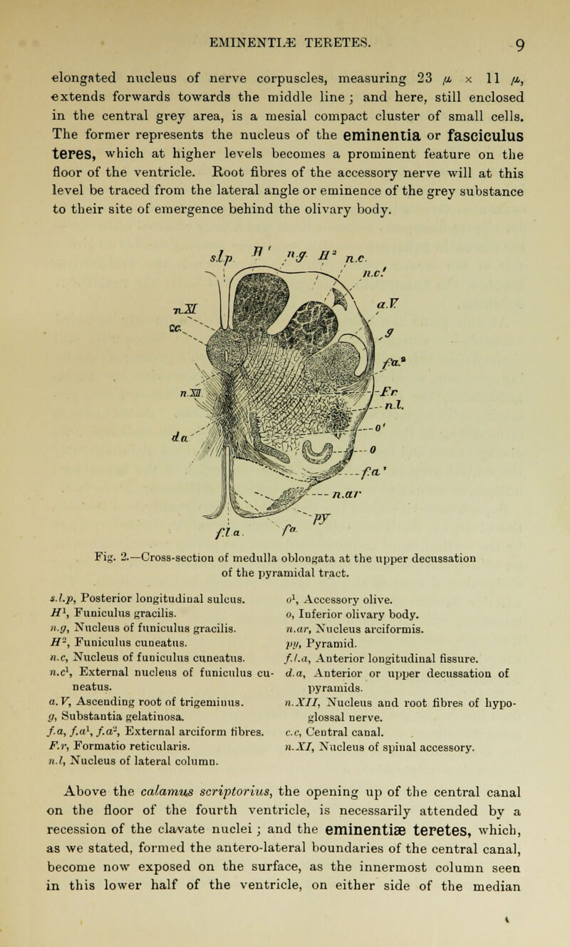 elongated nucleus of nerve corpuscles, measuring 23 /j, x 11 /x, extends forwards towards the middle line ; and here, still enclosed in the central grey area, is a mesial compact cluster of small cells. The former represents the nucleus of the eminentia or fasciculus teres, which at higher levels becomes a prominent feature on the floor of the ventricle. Root fibres of the accessory nerve will at this level be traced from the lateral angle or eminence of the grey substance to their site of emergence behind the olivary body. sip B ' ,M B* n.c f.la Fig- 2.—Cross-aection of medulla oblongata at the upper decussation of the pyramidal tract. a.l.p, Posterior longitudiual sulcus. Hl, Funiculus gracilis. u.g, Nucleus of funiculus gracilis. H, Funiculus cuneatus. n.c, Nucleus of funiculus cuneatus. n.c1, External nucleus of funiculus cu- neatus. a. V, Ascending root of trigeminus. g, Substantia gelatinosa. f.a, /.a1, f.d2, External arciform fibres. F.r, Formatio reticularis. n.l, Nucleus of lateral column. o\ Accessory olive. o, Iuferior olivary body. n.ar, Nucleus arciformis. pi/, Pyramid. f.l.a, Auterior longitudinal fissure. d.a, Anterior or upper decussation of pyramids. n.XII, Nucleus and root fibres of hypo- glossal nerve. c.c, Ceutral canal. n.XI, Nucleus of spiual accessory. Above the calamus scriptorius, the opening up of the central canal on the floor of the fourth ventricle, is necessarily attended by a recession of the clavate nuclei ; and the eminentise teretes, which, as we stated, formed the antero-lateral boundaries of the central canal, become now exposed on the surface, as the innermost column seen in this lower half of the ventricle, on either side of the median