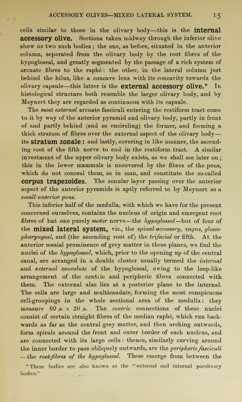 •cells similar to those in the olivary body—this is the internal accessory Olive. Sections taken midway through the inferior olive show us two such bodies; the one, as before, situated in the anterior column, separated from the olivary body by the root fibres of the hypoglossal, and greatly segmented by the passage of a rich system of arcuate fibres to the raphe: the other, in the lateral column just behind the hilus, like a concave lens with its concavity towards the olivary capsule—this latter is the external accessory Olive.* In histological structure both resemble the larger olivary body, and by Meynert they are regarded as continuous with its capsule. The most external arcuate fasciculi entering the restiform tract come to it by way of the anterior pyramid and olivary body, partly in front of and partly behind (and so encircling) the former, and forming a thick stratum of fibres over the external aspect of the olivary body— its stratum ZOnale : and lastly, covering in like manner, the ascend- ing root of the fifth nerve to end in the restiform tract. A similar investment of the upper olivary body exists, as we shall see later on ; this in the lower mammals is uncovered by the fibres of the pons, which do not conceal them, as in man, and constitute the so-called Corpus trapezoides. The zonular layer passing over the anterior aspect of the anterior pyramids is aptly referred to by Meynert as a small anterior pons. This inferior half of the medulla, with which we have for the present concerned ourselves, contains the nucleus of origin and emergent root fibres of but one purely motor nerve—the hypoglossal—but of four of the mixed lateral System, viz., the spinal-accessory, vagus, glosso- pharyngeal, and (the ascending root of) the trifacial or fifth. At the anterior mesial prominence of grey matter in these planes, we find the nuclei of the hypoglossal, which, prior to the opening up of the central canal, are arranged in a double cluster usually termed the internal and external convolute of the hypoglossal, owing to the loop-like arrangement of the centiic and peripheric fibres connected with them. The external also lies at a posterior plane to the internal. The cells are large and multicaudate, forming the most conspicuous cell-groupings in the whole sectional area of the medulla: they measure 60 fi x 20 //,. The centric connections of these nuclei consist of certain straight fibres of the median raphe, which run back- wards as far as the central grey matter, and then arching outwards, form spirals around the front and outer border of each nucleus, and are connected with its large cells: thence, similarly curving around the inner border to pass obliquely outwards, are the peripheric fasciculi —the root-fibres of the hypoglossal. These emerge from between the * These bodies are also known as the external and internal parolivavy bodies.'' ,
