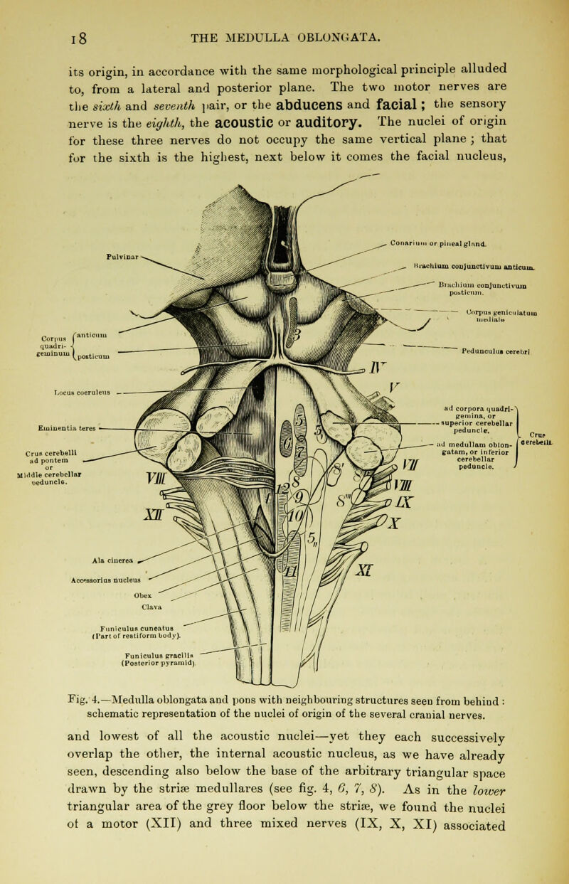 its origin, in accordance with the same morphological principle alluded to, from a lateral and posterior plane. The two motor nerves are the sixth and seventh pair, or the abducens and facial ; the sensory nerve is the eighth, the aCOUStiC or auditory. The nuclei of origin for these three nerves do not occupy the same vertical plane ; that for the sixth is the highest, next below it comes the facial nucleus, Corpus faml quadri- -l geiiiinuiii 1 Conariiiui or pineal jjlnnd. Urachium coujunctivum anticuia. Brjichium conjuncti vuio pooticmn. Pedunculua cerebri ad corpora (juadri- gremina, or — superior cerebellar peduncle. — ;id medullam oblon- g-atam, or inferior cerebellar peduncle. Crur o erebeiu. Acc-ssorius nucleus Funiculus cuneatua (Partof restiform body). Funiculus eracilln (Posterior pyramid) Fig. 4.— Medulla oblongata and pons with neighbouring structures seen from behiud : schematic representation of the nuclei of origin of the several cranial nerves. and lowest of all the acoustic nuclei—yet they each successively overlap the other, the internal acoustic nucleus, as we have already seen, descending also below the base of the arbitrary triangular space drawn by the strise medullares (see fig. 4, 6, 7, 8). As in the loiver triangular area of the grey floor below the striae, we found the nuclei ot a motor (XII) and three mixed nerves (IX, X, XI) associated