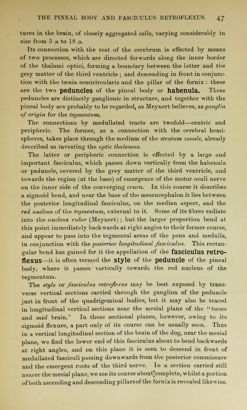 tures in the braiD, of closely aggregated cells, varying considerably in size from 5 ,a to 18 ,a. Its connection with the rest of the cerebrum is effected by means of two processes, which are directed forwards along the inner border of the thalami optici, forming a boundary between the latter and the grey matter of the third ventricle ; and descending in front in conjunc- tion with the taenia semicircularis and the pillar of the fornix : these are the two peduncles of the pineal body or habenula. These peduncles are distinctly ganglionic in structure, and together with the pineal body are probably to be regarded, as Meynert believes, as ganglia of origin for the tegmentum. The connections by medullated tracts are twofold—centric and peripheric. The former, as a connection with the cerebral hemi- spheres, takes place through the medium of the stratum zonule, already described as investing the optic thalamus. The latter or peripheric connection is effected by a large and important fasciculus, which passes down vertically from the habenula or peduncle, covered by the grey matter of the third ventricle, and towards the region (at the base) of emergence of the motor oculi nerve on the inner side of the converging crura. In this course it describes a sigmoid bend, and near the base of the mesencephalon it lies between the posterior longitudinal fasciculus, on the median aspect, and the red nucleus of the tegmentum, external to it. Some of its fibres radiate into the nucleus ruber (Meynert) ; but the larger proportion bend at this point immediately backwards at right angles to their former course, and appear to pass into the tegmental areas of the pons and medulla, in conjunction with the posterior longitudinal fasciculus. This rectan- gular bend has gained for it the appellation of the fasciculus retro- flexilS—it is often termed the Style of the peduncle of the pineal body, where it passes vertically towards the red nucleus of the tegmentum. The style or fasciculus retrofiexus may be best exposed by trans- verse vertical sections carried through the ganglion of the peduncle just in front of the quadrigeminal bodies, but it may also be traced in longitudinal vertical sections near the mesial plane of the  tween and mid brain. In these sectional planes, however, owing to its sigmoid flexure, a part only of its course can be usually seen. Thus in a vertical longitudinal section of the brain of the dog, near the mesial plane, we find the lower end of this fasciculus about to bend backwards at ri<*ht angles, and on this plane it is seen to descend in front of medullated fasciculi passing downwards from the posterior commissure and the emergent roots of the third nerve. In a section carried still nearer the mesial plane, we see its course about]complete, whilst a portion of both ascending and descending pillarsof the fornix is revealed likewise.