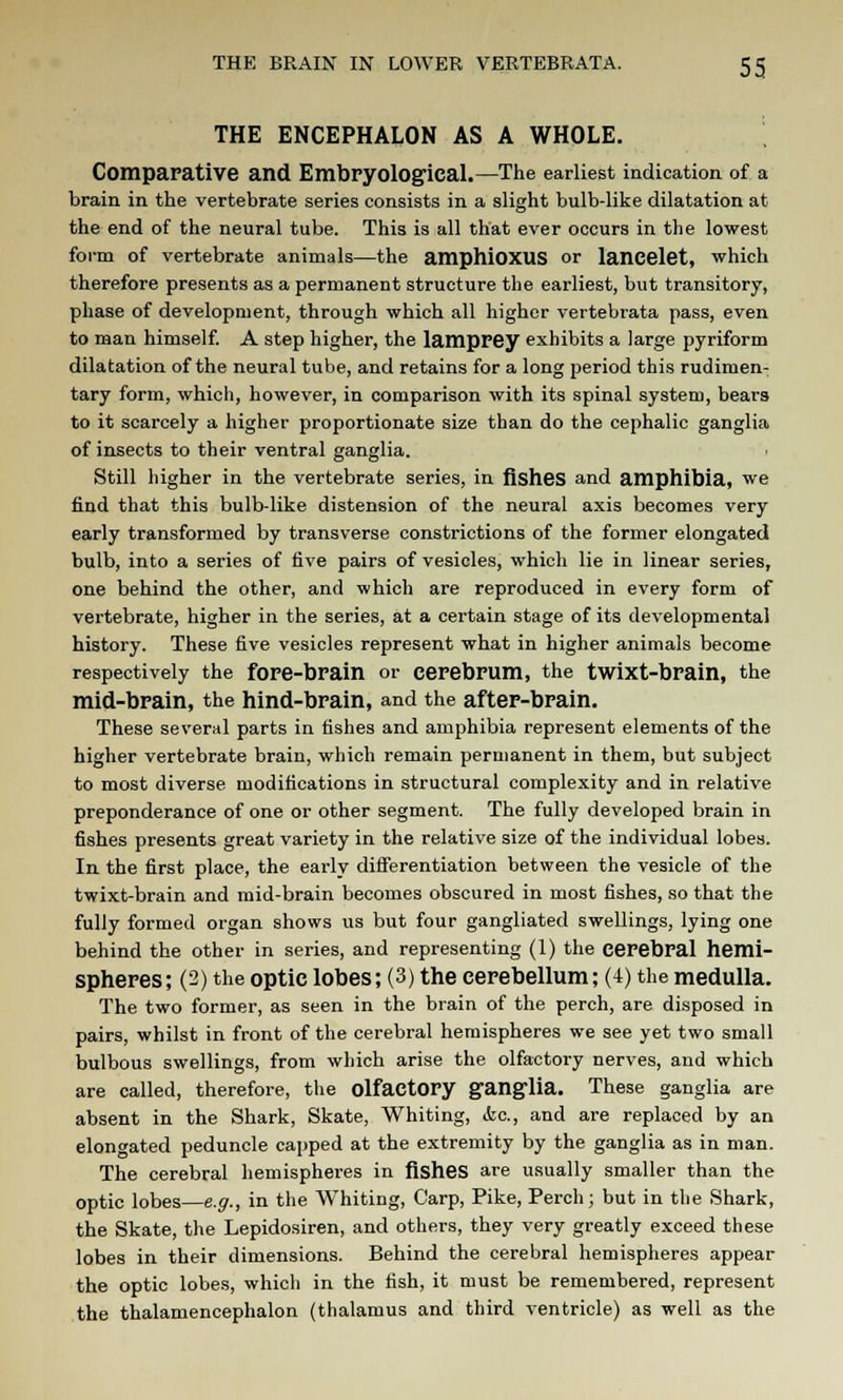 THE ENCEPHALON AS A WHOLE. Comparative and EmbFyological.—The earliest indication of a brain in the vertebrate series consists in a slight bulb-like dilatation at the end of the neural tube. This is all that ever occurs in the lowest form of vertebrate animals—the amphiOXUS or lancelet, which therefore presents as a permanent structure the earliest, but transitory, phase of development, through which all higher vertebrata pass, even to man himself. A step higher, the lamprey exhibits a large pyriform dilatation of the neural tube, and retains for a long period this rudimen- tary form, which, however, in comparison with its spinal system, bears to it scarcely a higher proportionate size than do the cephalic ganglia of insects to their ventral ganglia. Still higher in the vertebrate series, in fishes and amphibia, we find that this bulb-like distension of the neural axis becomes very early transformed by transverse constrictions of the former elongated bulb, into a series of five pairs of vesicles, which lie in linear series, one behind the other, and which are reproduced in every form of vertebrate, higher in the series, at a certain stage of its developmental history. These five vesicles represent what in higher animals become respectively the fore-brain or cerebrum, the twixt-brain, the mid-brain, the hind-brain, and the after-brain. These several parts in fishes and amphibia represent elements of the higher vertebrate brain, which remain permanent in them, but subject to most diverse modifications in structural complexity and in relative preponderance of one or other segment. The fully developed brain in fishes presents great variety in the relative size of the individual lobes. In the first place, the early differentiation between the vesicle of the twixt-brain and mid-brain becomes obscured in most fishes, so that the fully formed organ shows us but four gangliated swellings, lying one behind the other in series, and representing (1) the cerebral hemi- spheres; (2) the optic lobes; (3) the cerebellum; (4) the medulla. The two former, as seen in the brain of the perch, are disposed in pairs, whilst in front of the cerebral hemispheres we see yet two small bulbous swellings, from which arise the olfactory nerves, and which are called, therefore, the olfactory ganglia. These ganglia are absent in the Shark, Skate, Whiting, &c, and are replaced by an elongated peduncle capped at the extremity by the ganglia as in man. The cerebral hemispheres in fishes are usually smaller than the optic lobes—e.g., in the Whiting, Carp, Pike, Perch; but in the Shark, the Skate, the Lepidosiren, and others, they very greatly exceed these lobes in their dimensions. Behind the cerebral hemispheres appear the optic lobes, which in the fish, it must be remembered, represent the thalamencephalon (thalamus and third ventricle) as well as the