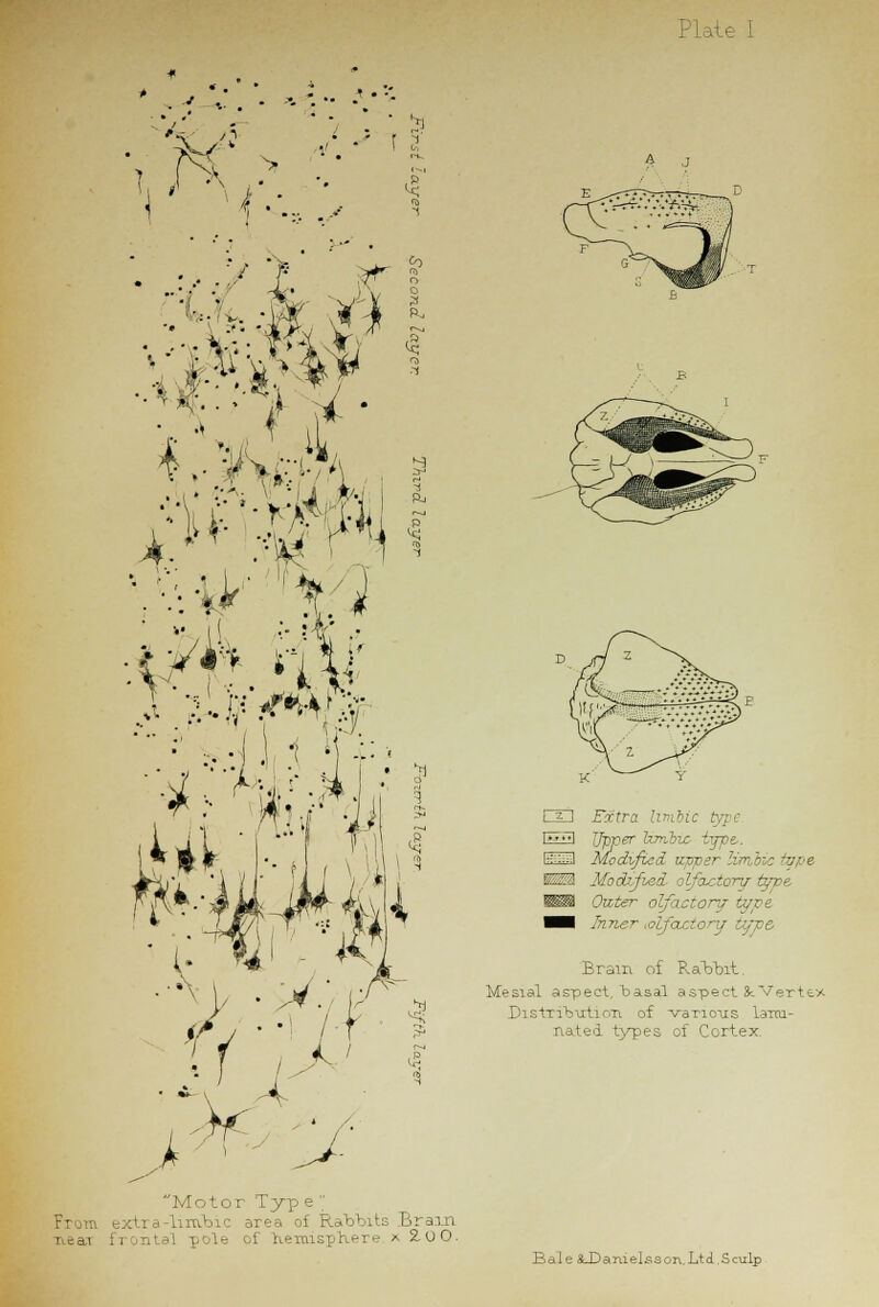 ] V V.-  -; - ' IS! 3 ^ 8 <3 1 Motor Typ e  are i i Rabbits Brain TieaT \. of hemisphere x 2.0 0. I ^ I Extra limbic t.. I*7! J7pr<?r Umbic type.. 0SIIZ1 Modified upper limMc tape Modified- olfactory type. Outer olfactory tyre ■■I Inrier toifoictory Ufpe. Brain of Rabbit. Mesial aspect, basal aspect &.Vertex Distribution of various lami- nated types of Cortex. Bale &_Danielsson.Ltd,Sculp
